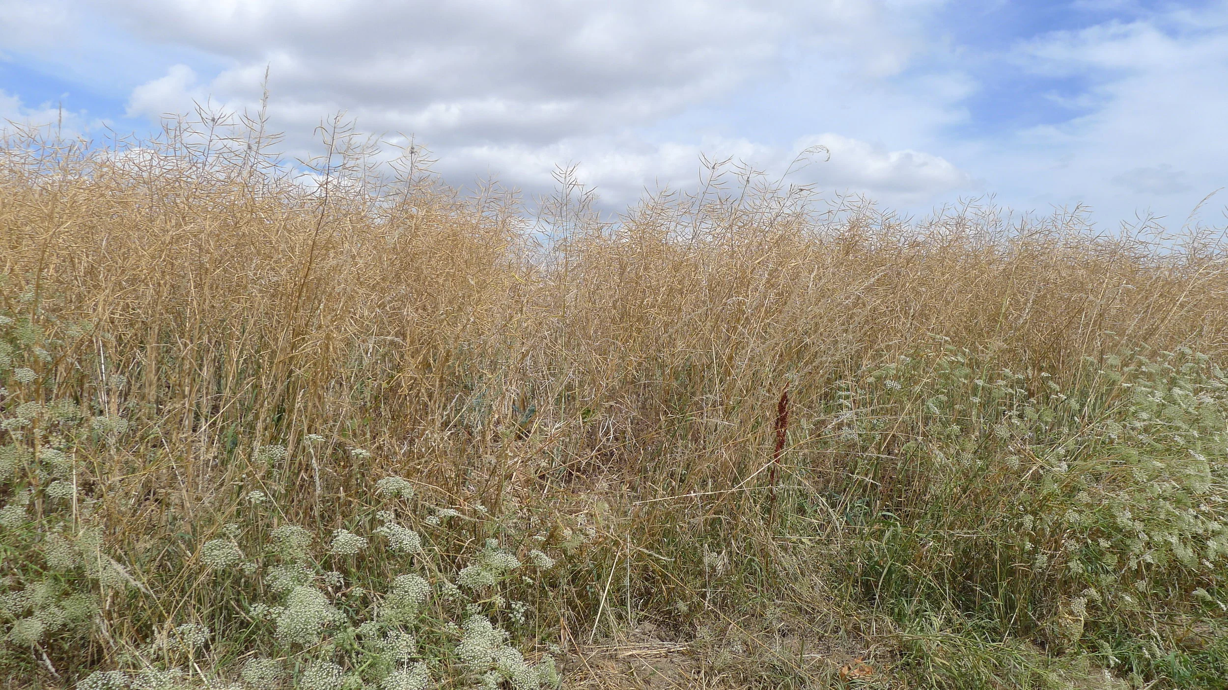 Morning Meditation Sit 2018-07-26