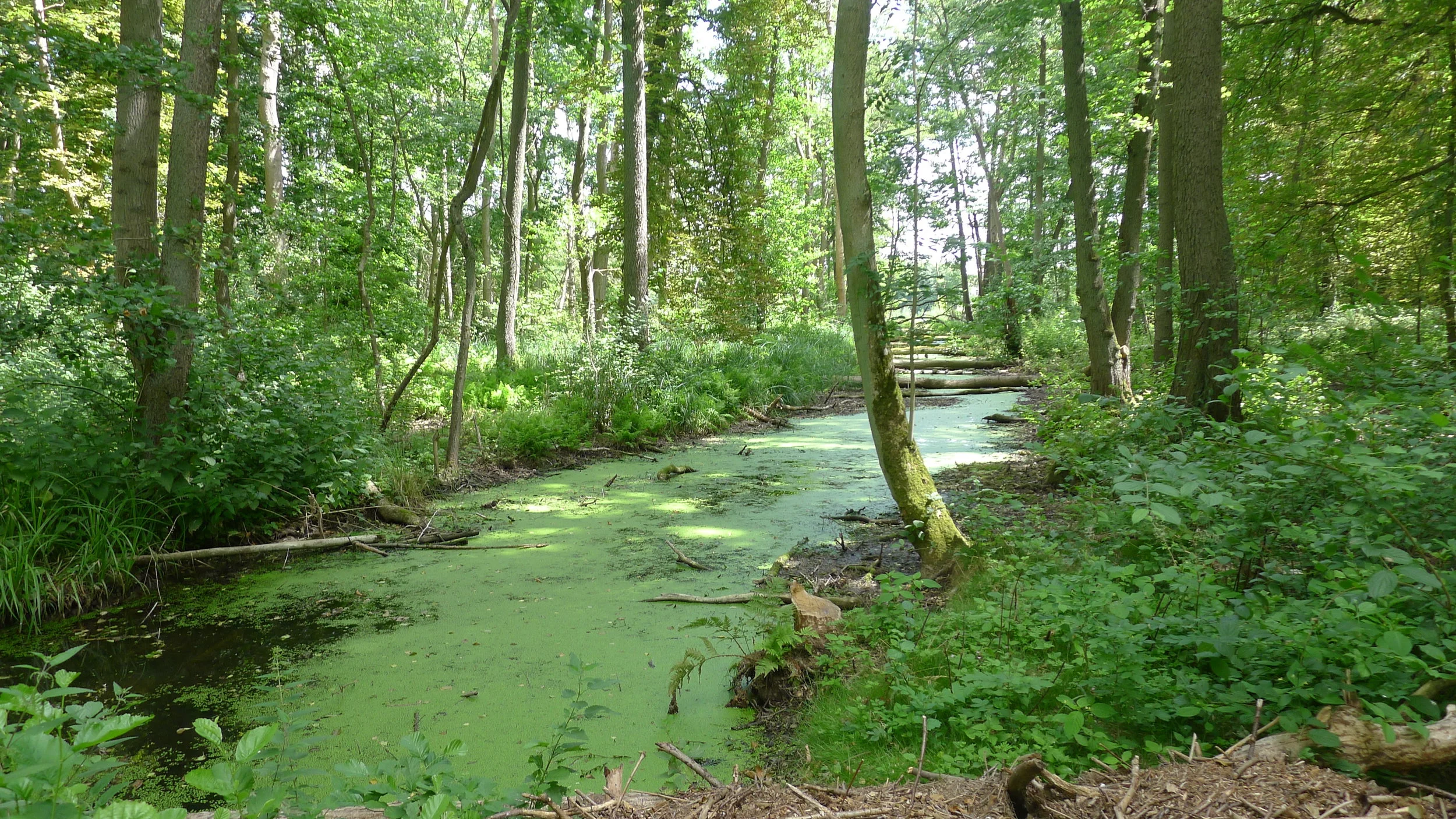 Month of Elul: Return 