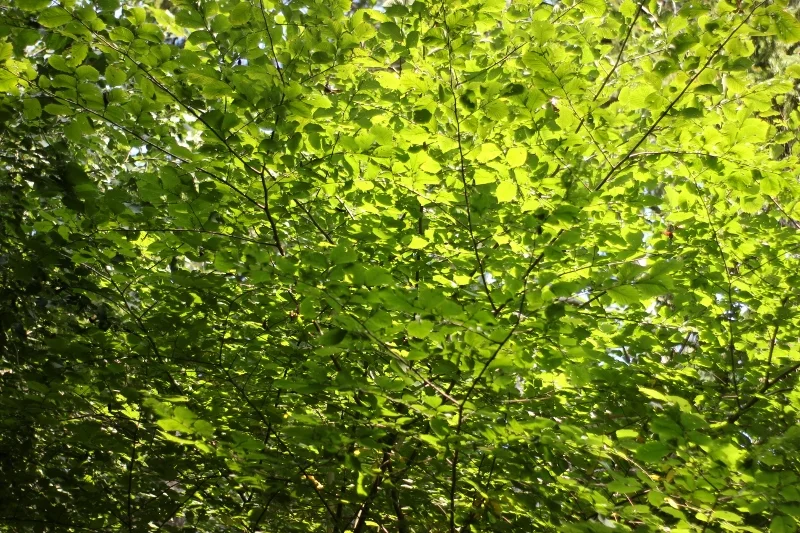 Morning Meditation Sit 2018-08-23 