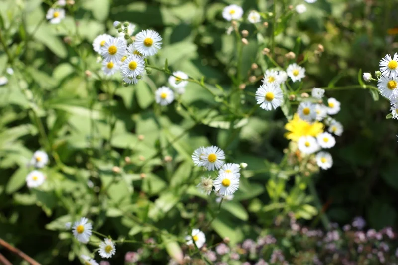 Morning Meditation Sit 2018-09-12 