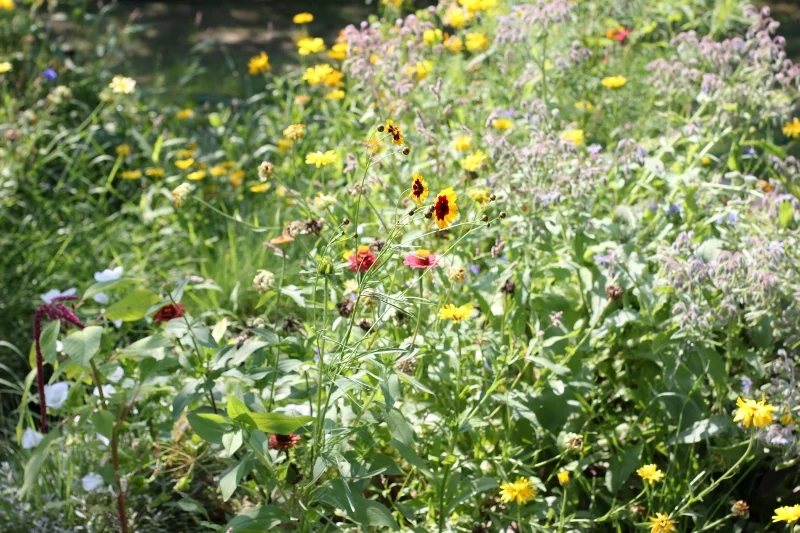 The Month of Elul: Seeing Clearly 