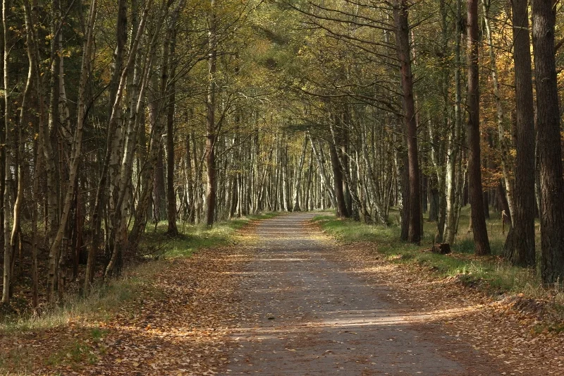 Morning Meditation Sit 2018-10-11