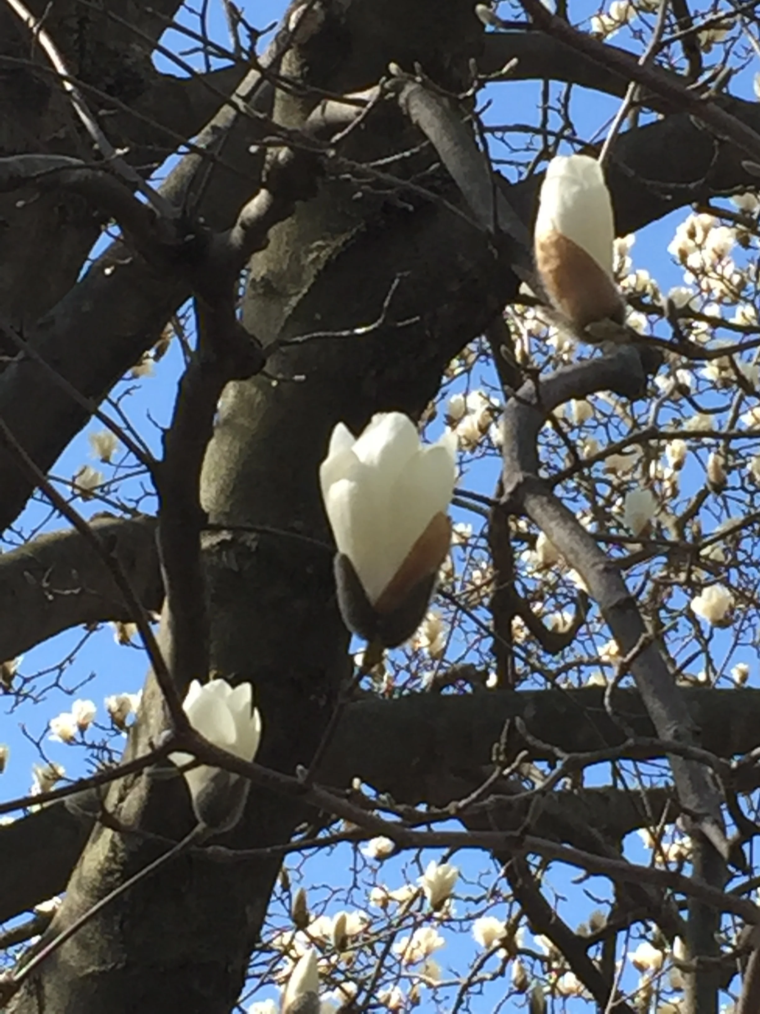 Morning Meditation Sit — Shevat Week 3