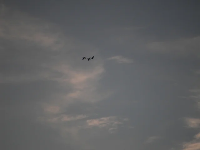 18 Shevat 5779 —Listening Deeply into the Heart of All Things 