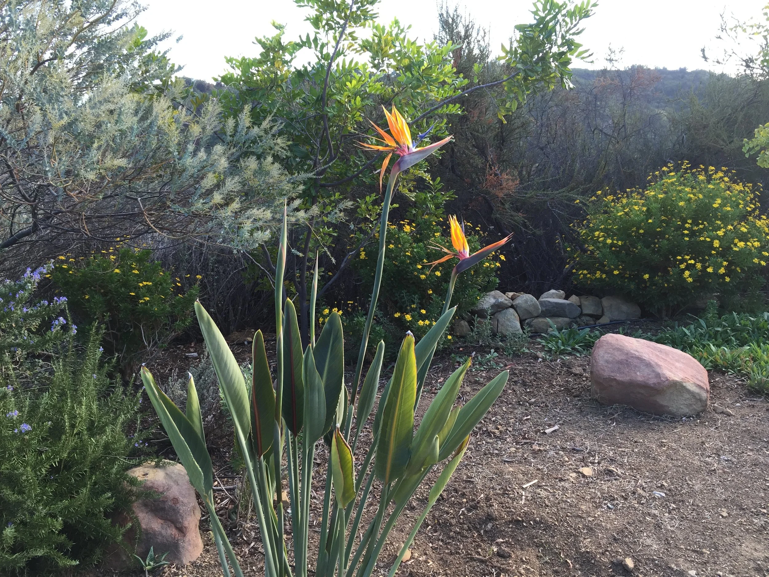 Morning Meditation Sit — Shevat Week 4 