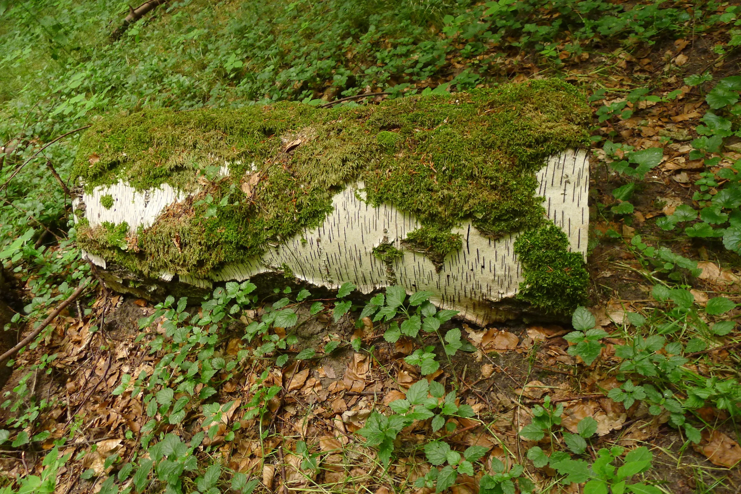 Morning Meditation Sit — Adar Week 1