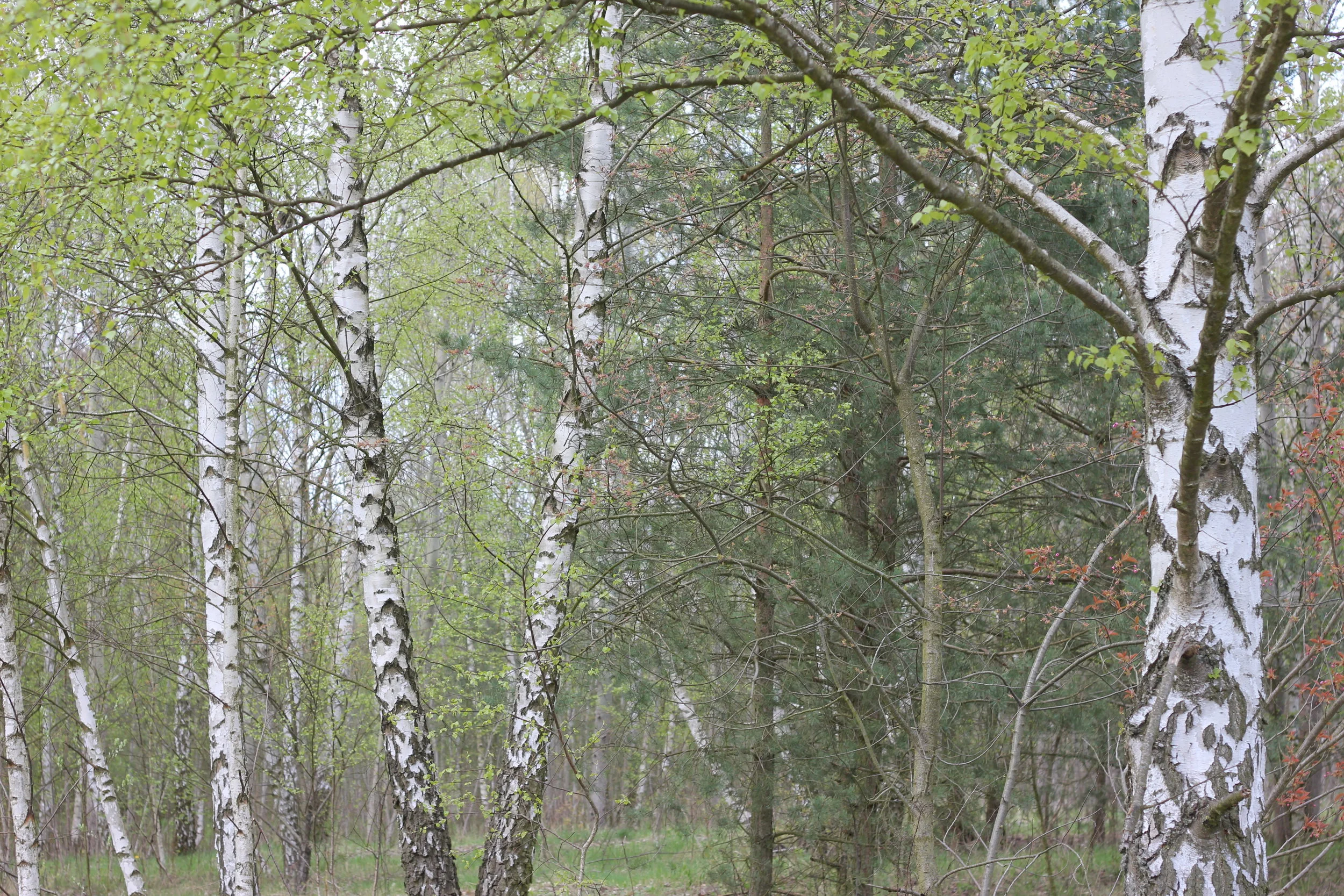 Morning Meditation Sit — Adar I, Week 2 