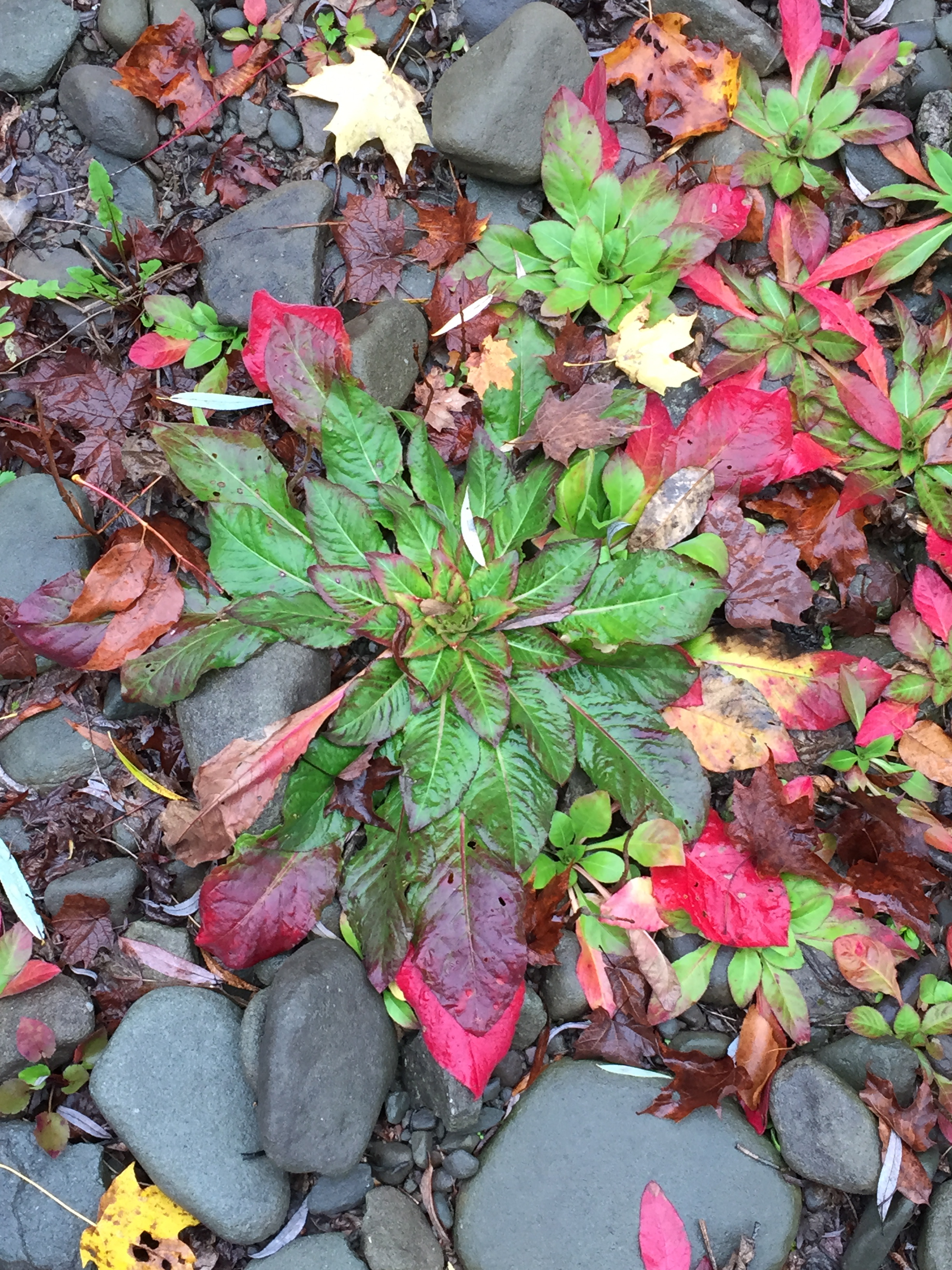 Morning Meditation Sit — Adar II, Week 2