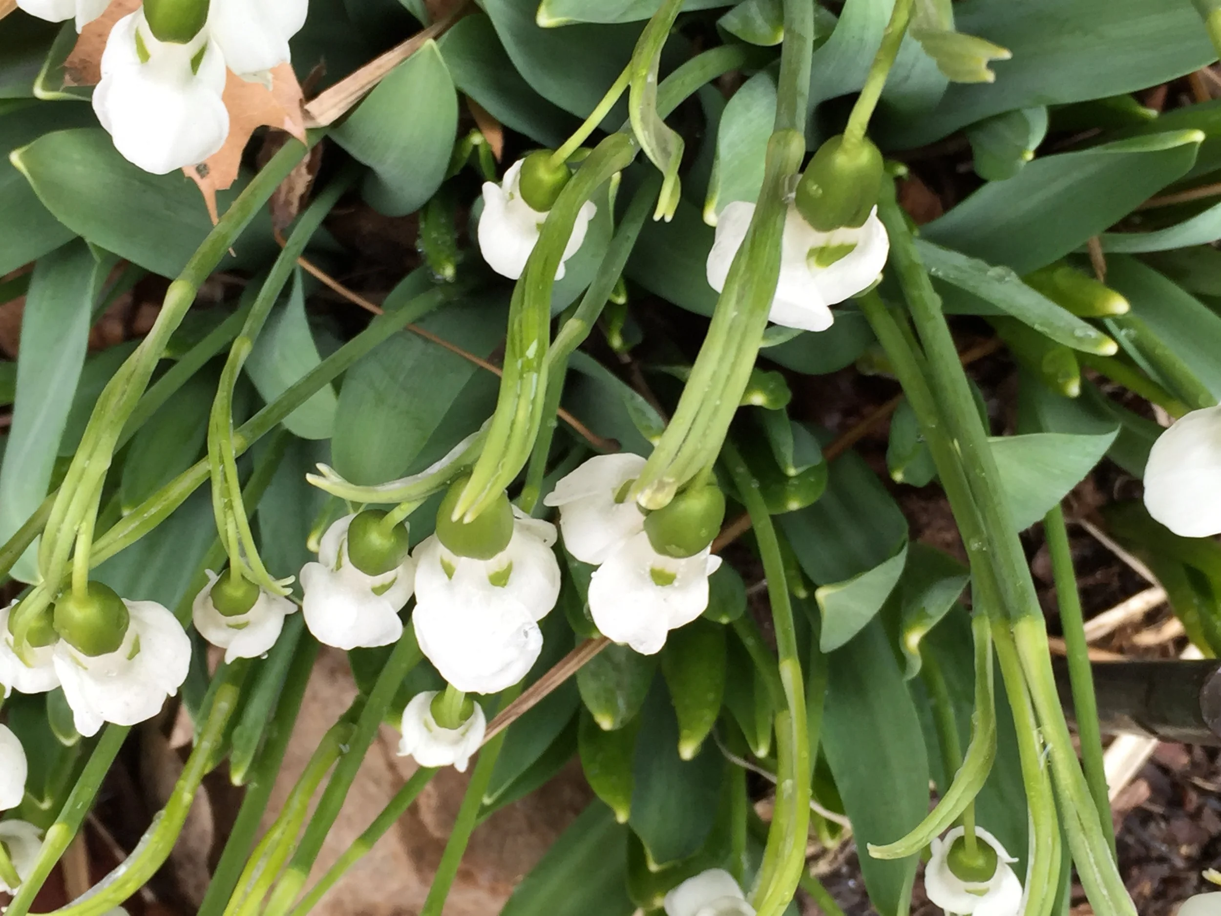 Morning Meditation Sit — Adar II, Week 3