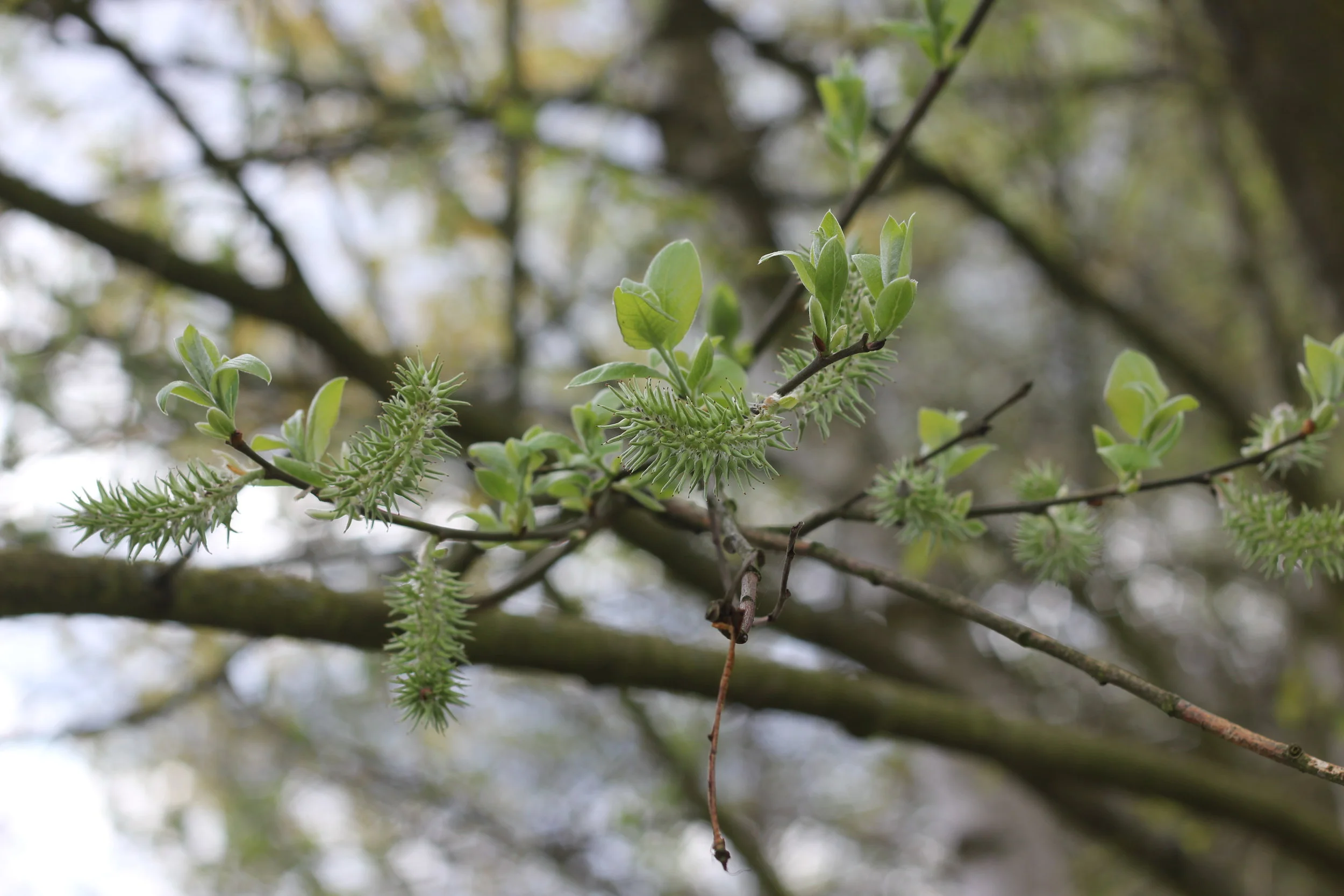 Morning Meditation Sit — Nisan, Week 1 