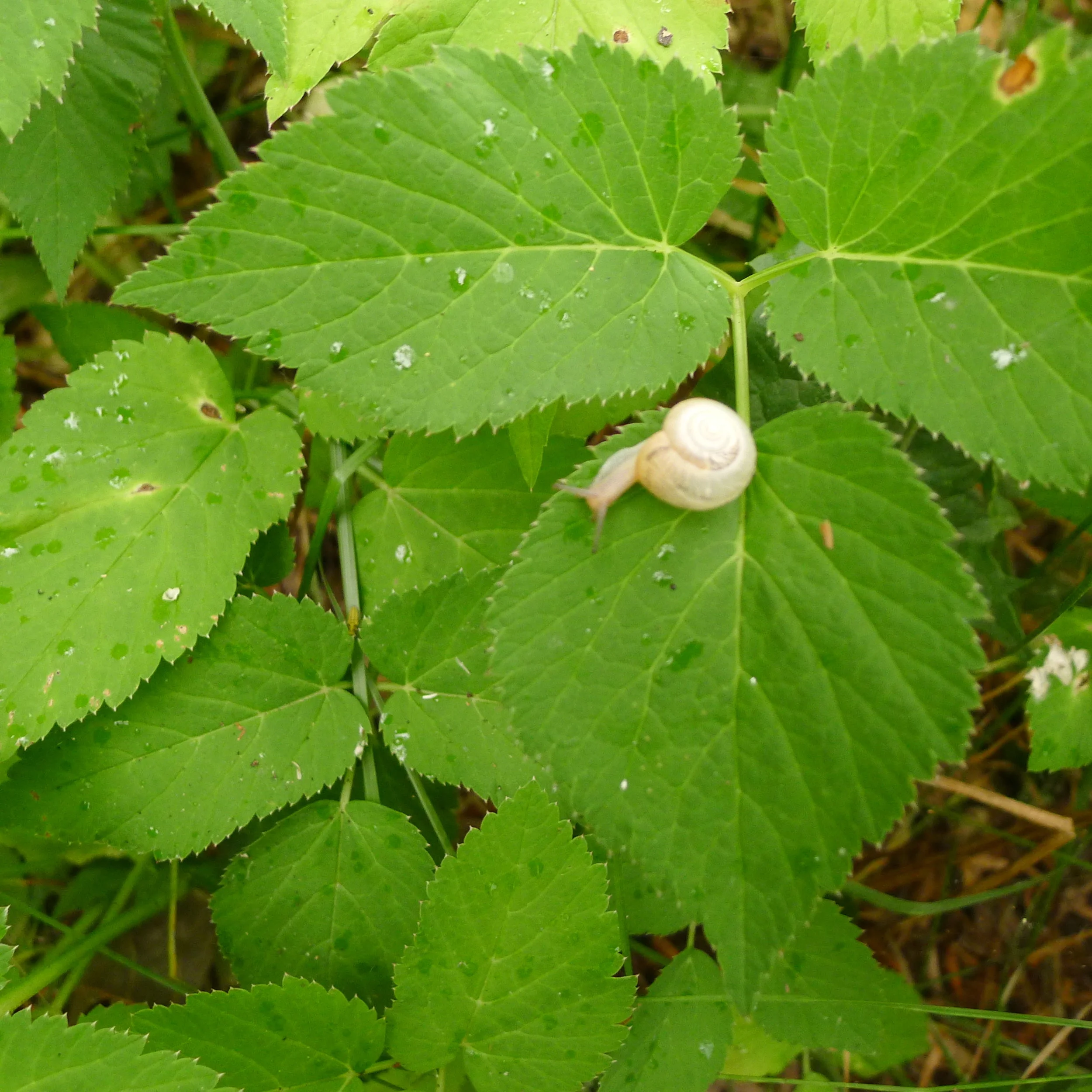 Morning Meditation Sit — Nisan, Week 4, Chesed 