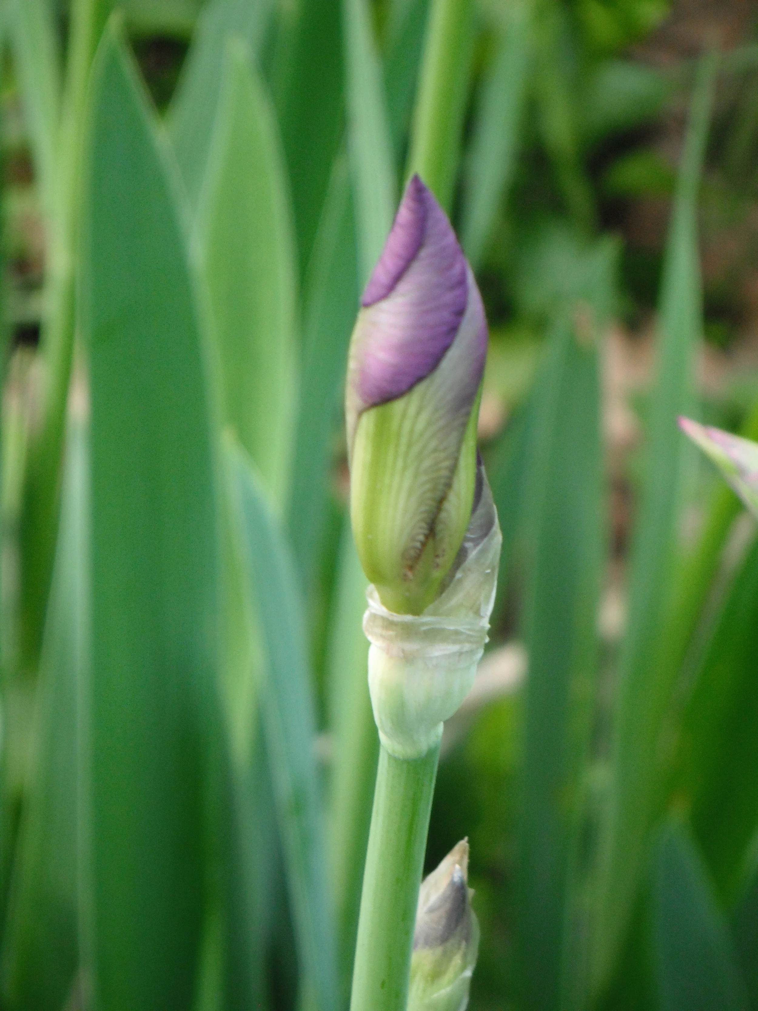 Morning Meditation Sit — Iyar Week 2