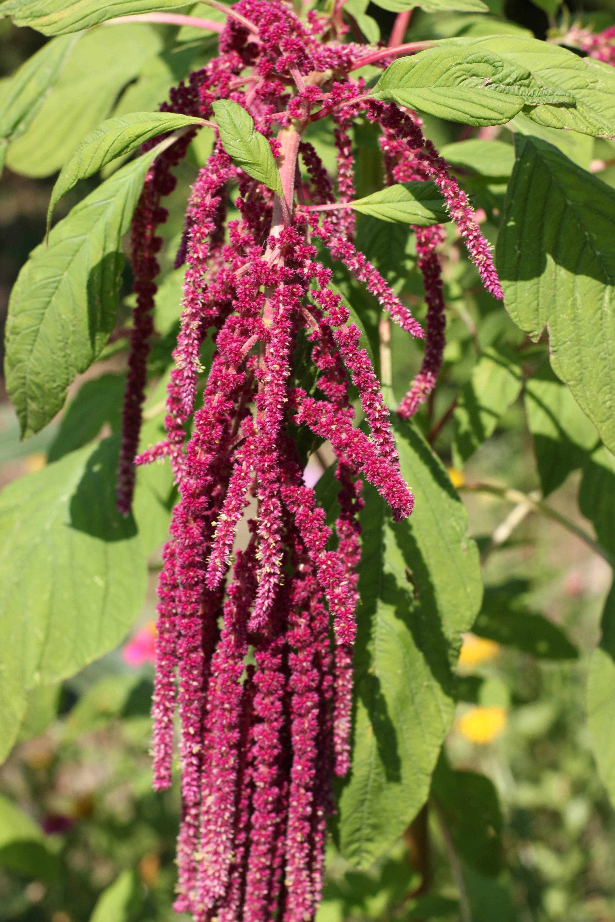 Morning Meditation Sit — Iyar Week 3