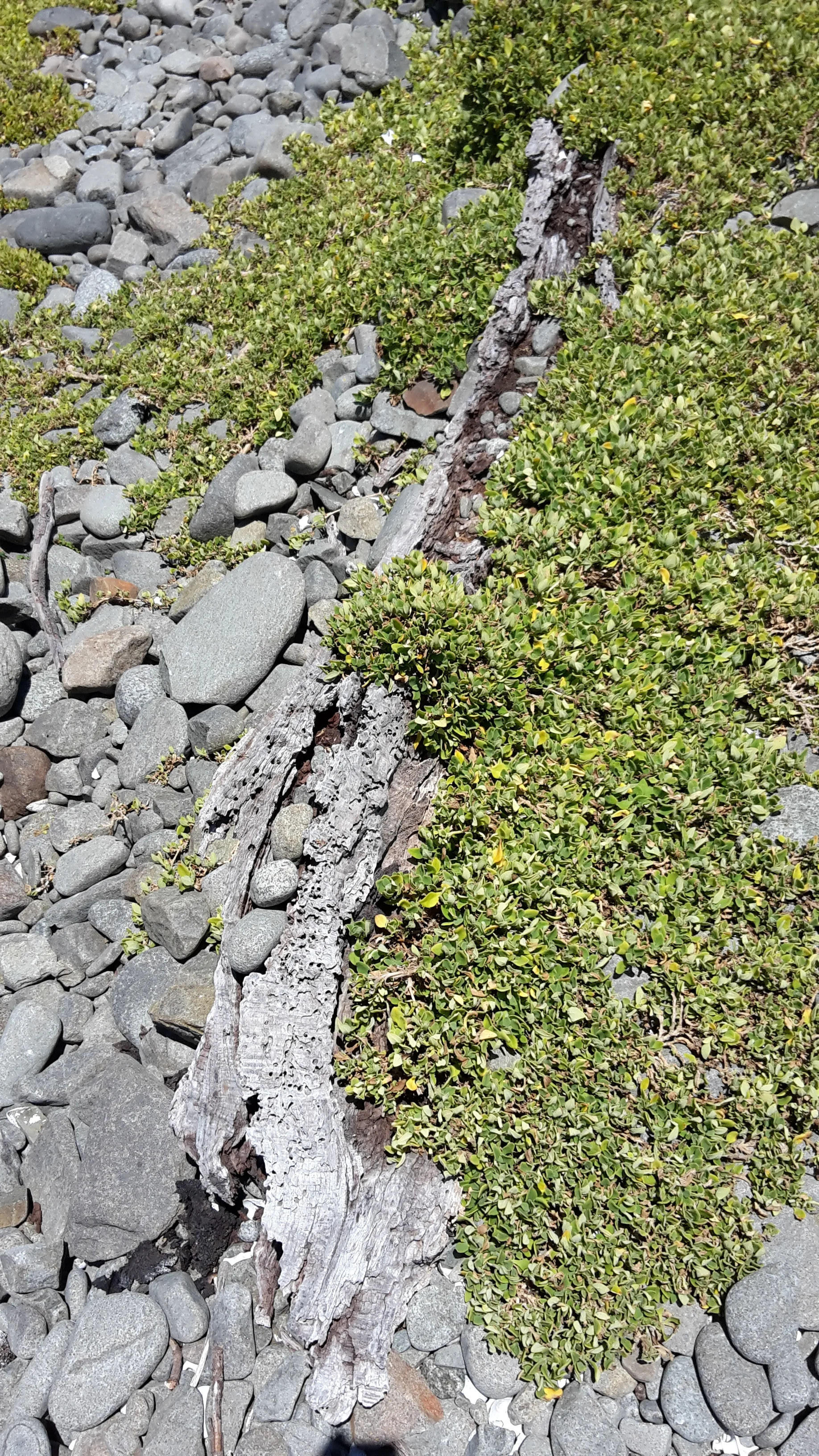 Morning Meditation Sit — Iyar Week 5