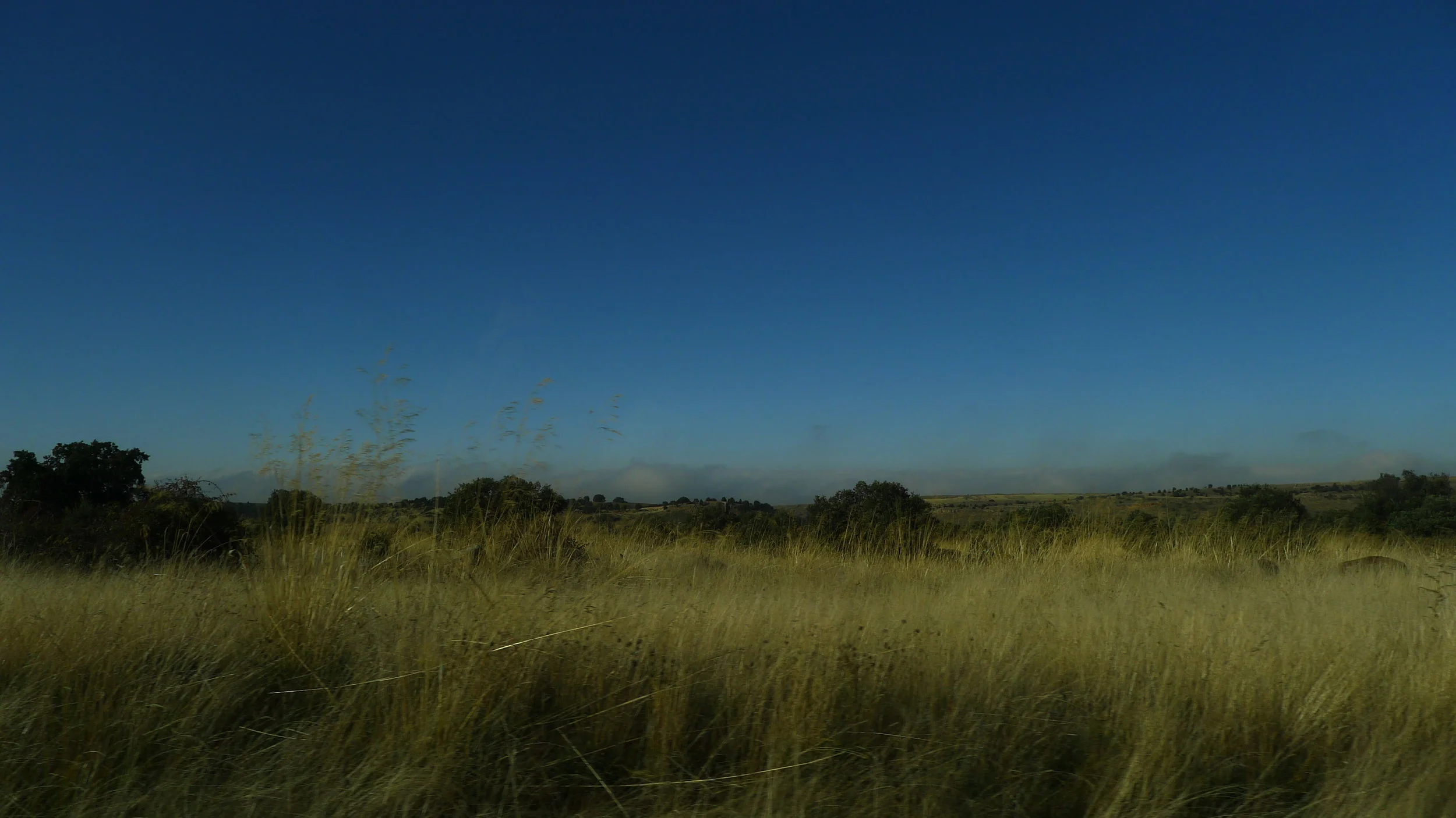 Morning Meditation Sit — Sivan Week 1