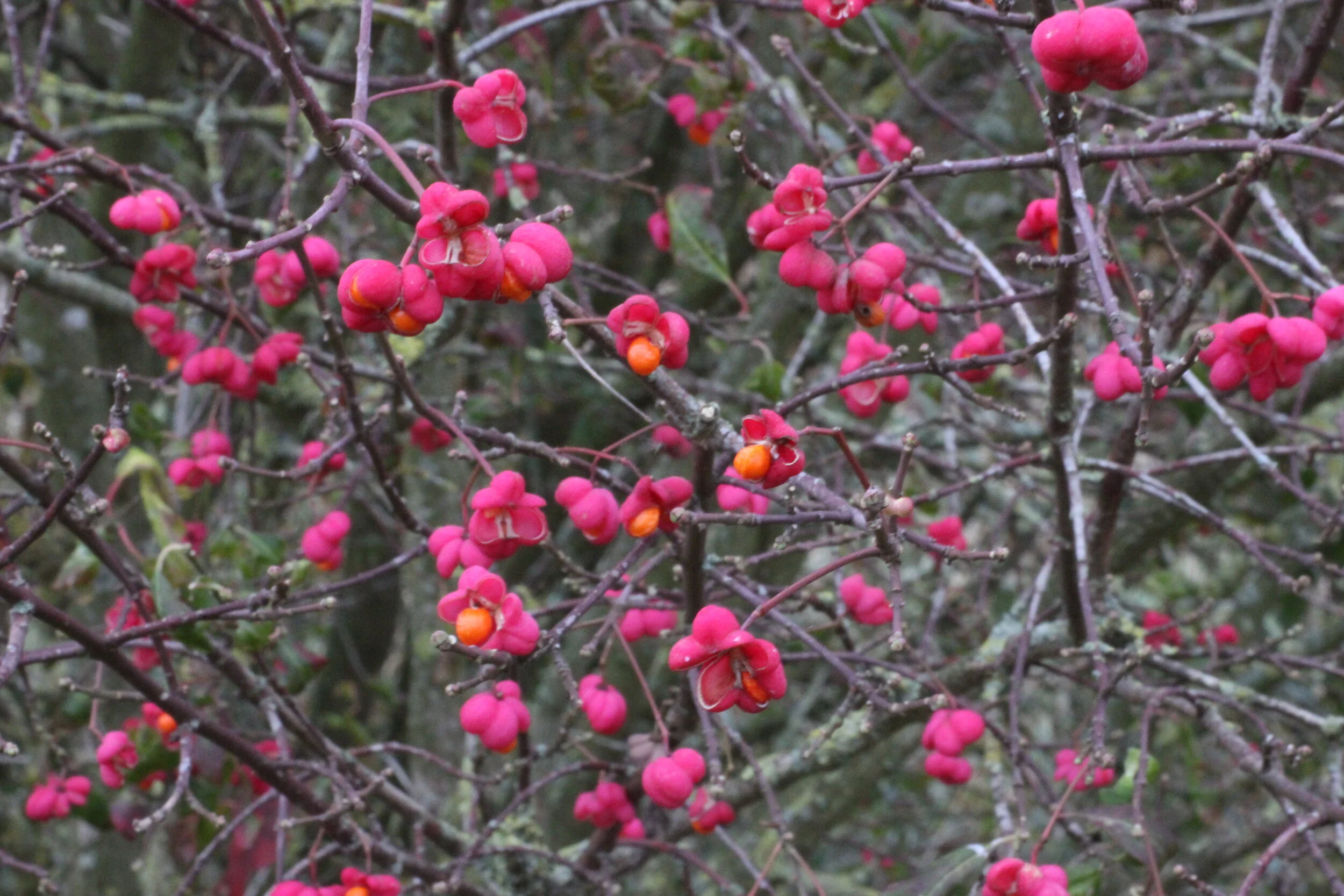 Morning Meditation Sit — Transformation is Possible 
