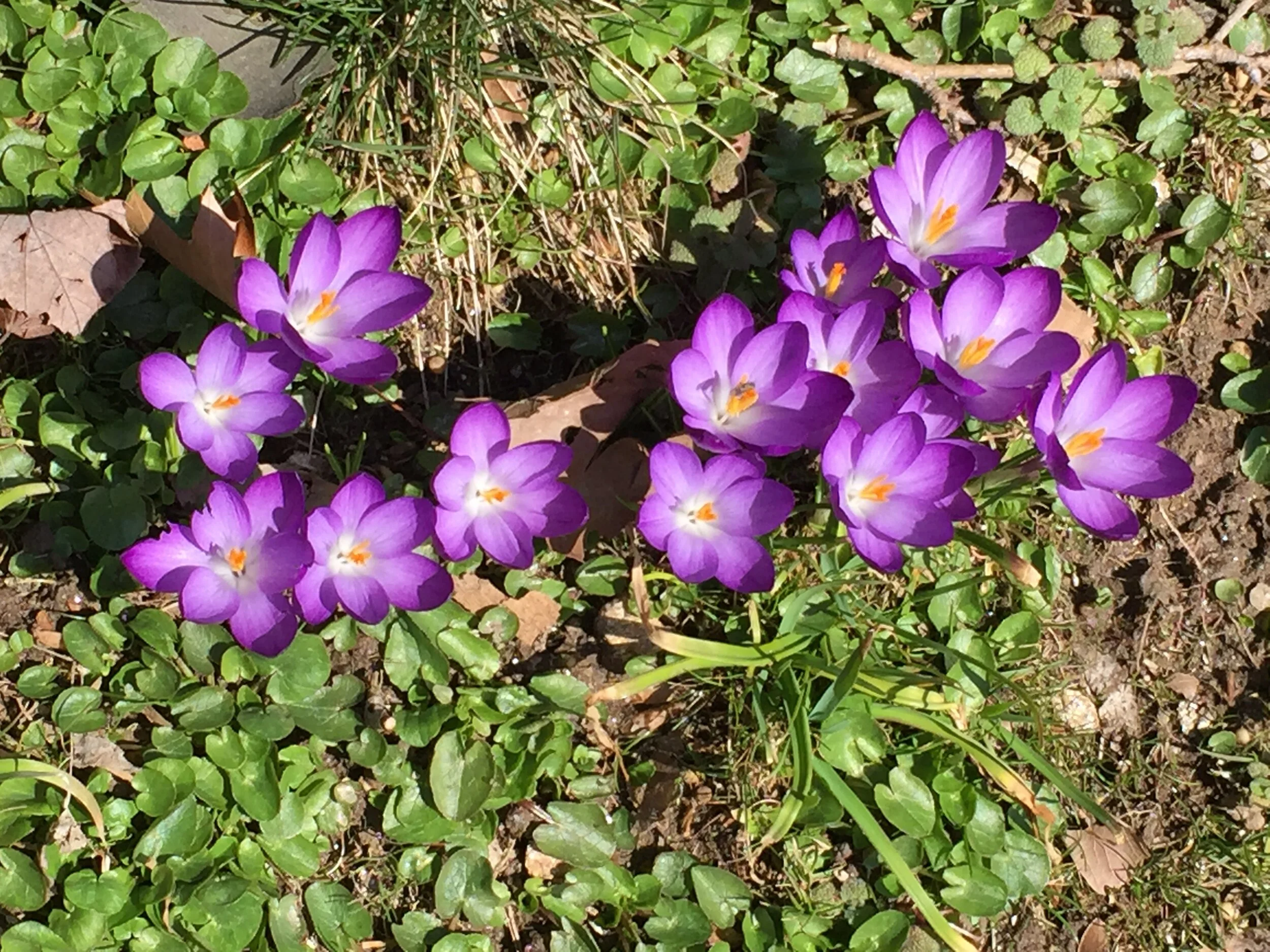 Morning Meditation Sit — Blossoming of Spring 