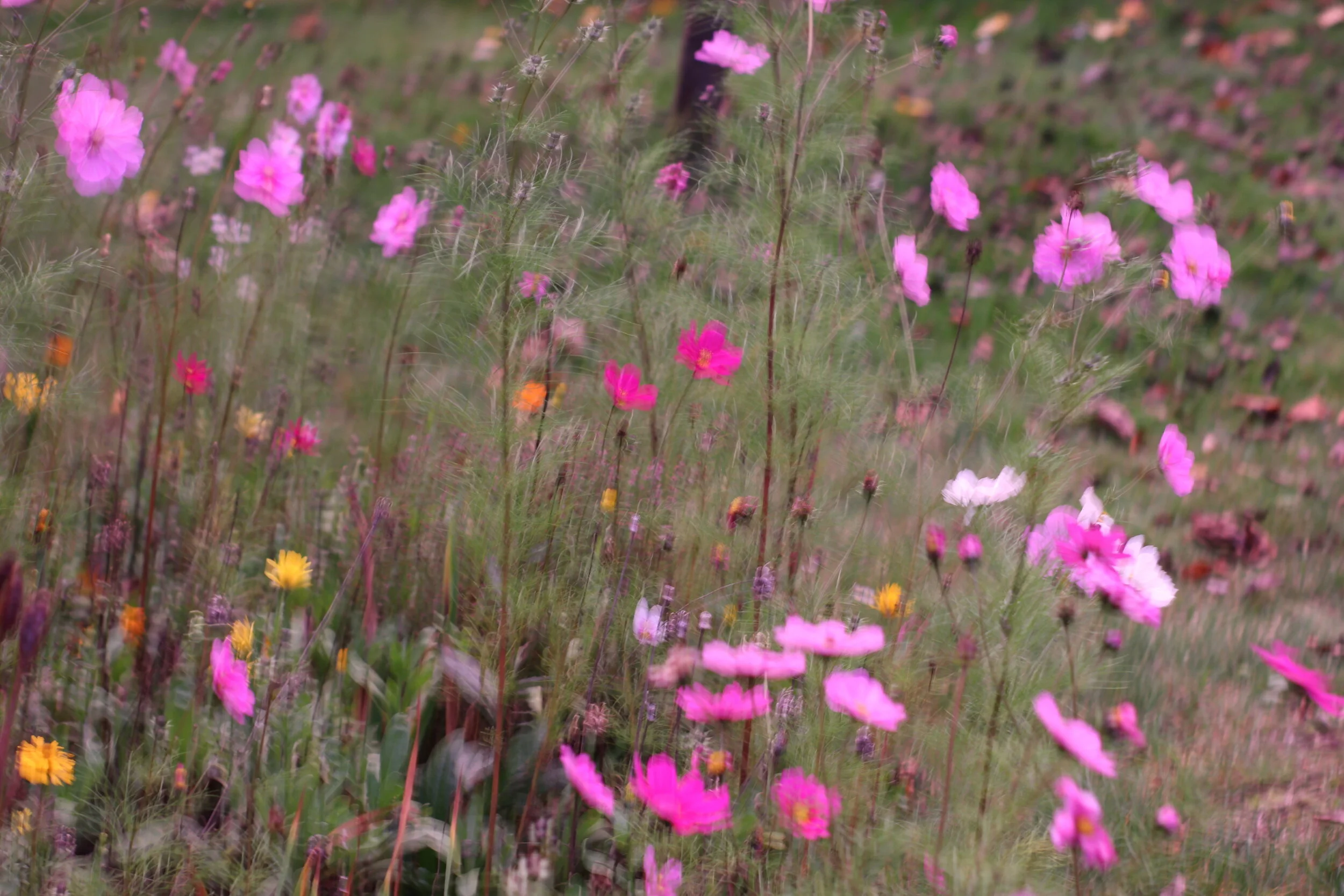 Morning Meditation Sit — Omer Week of Chesed 