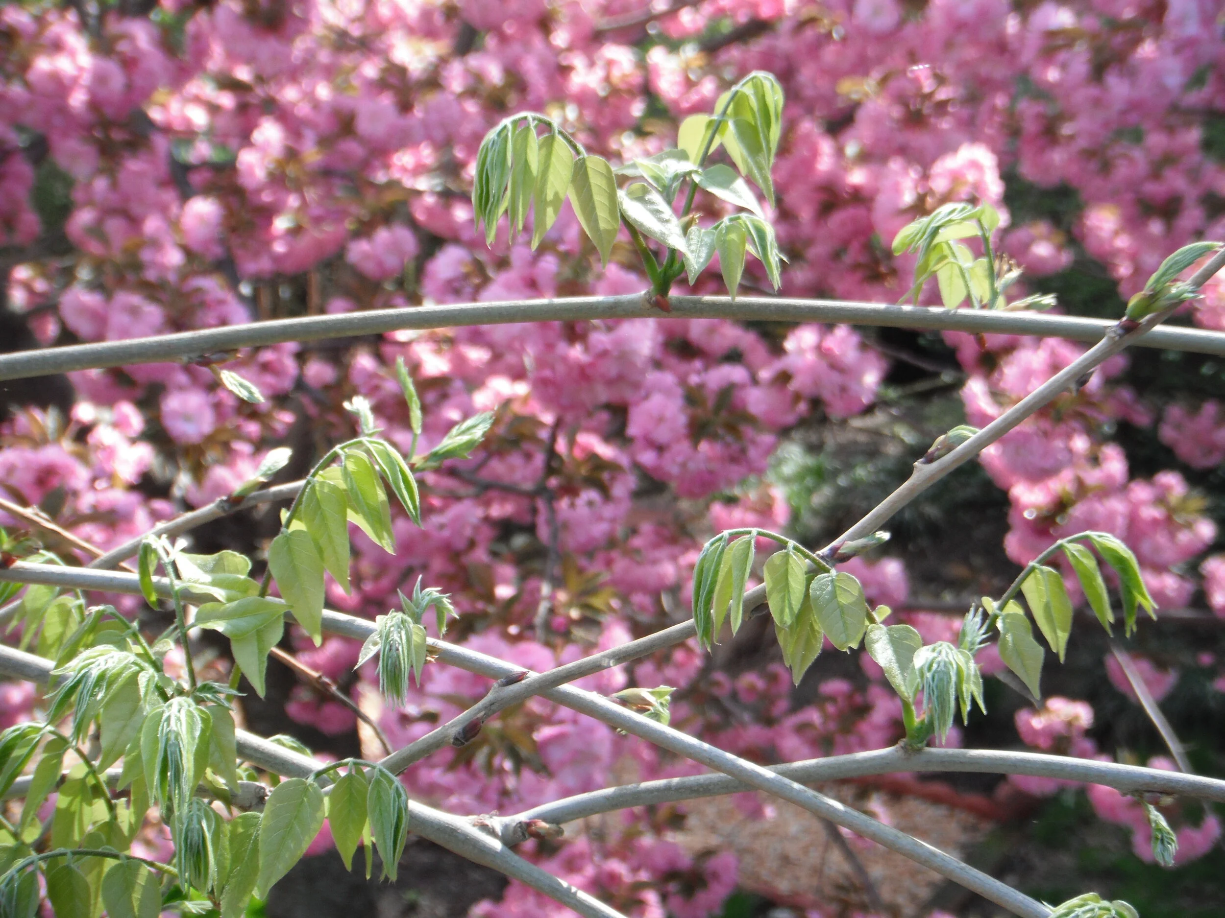 Omer Morning Meditation Sit — Last Day of Tiferet 