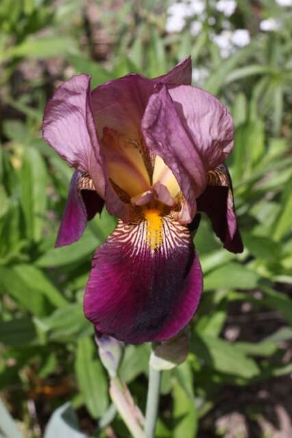 Morning Meditation Sit: Lift up the Lights 