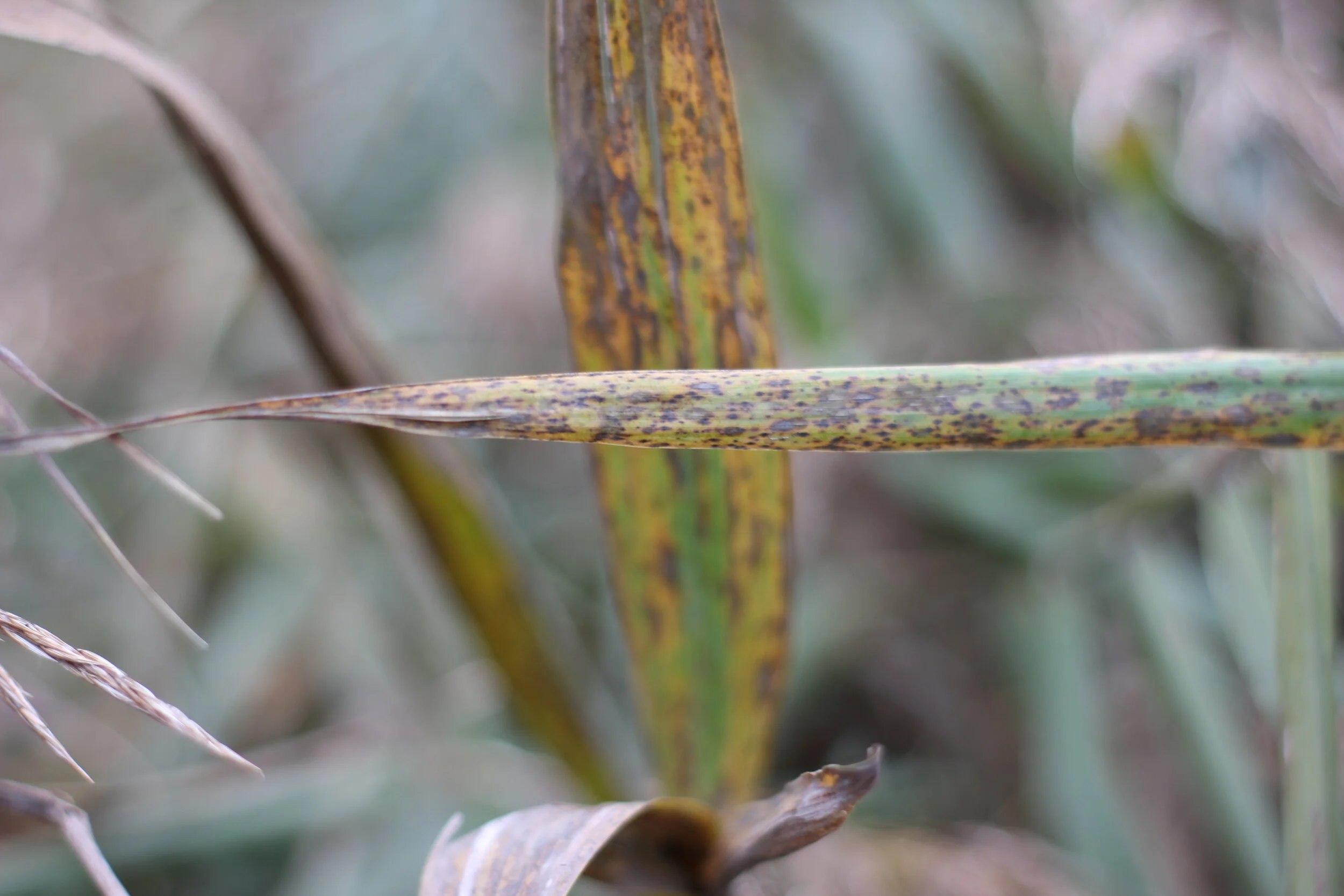 Morning Meditation Sit: Opening to Connection and Love