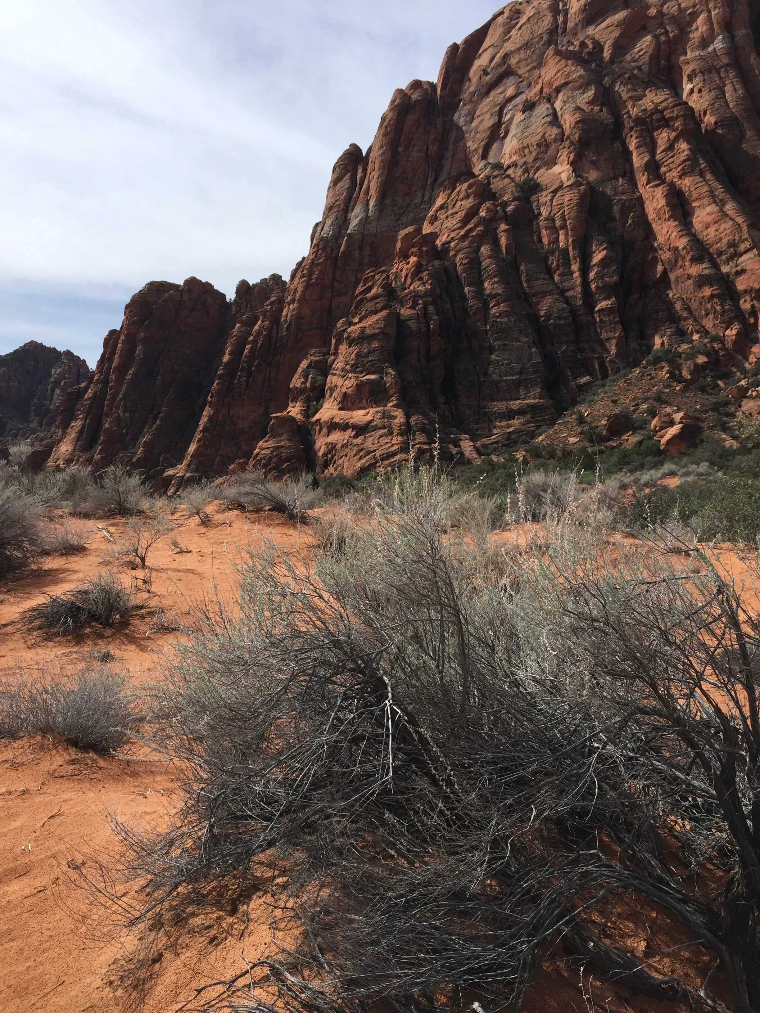 Morning Meditation Sit: In the Wilderness 