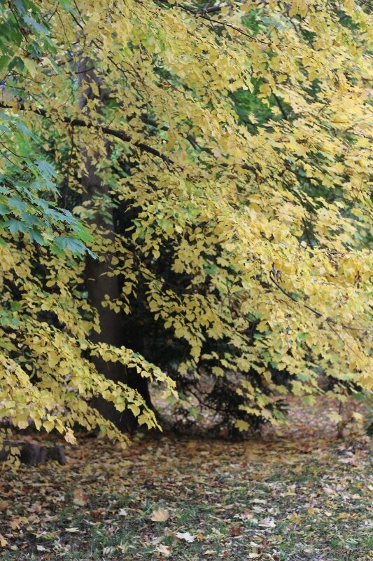 Morning Meditation Sit: Entering the Month of Av 