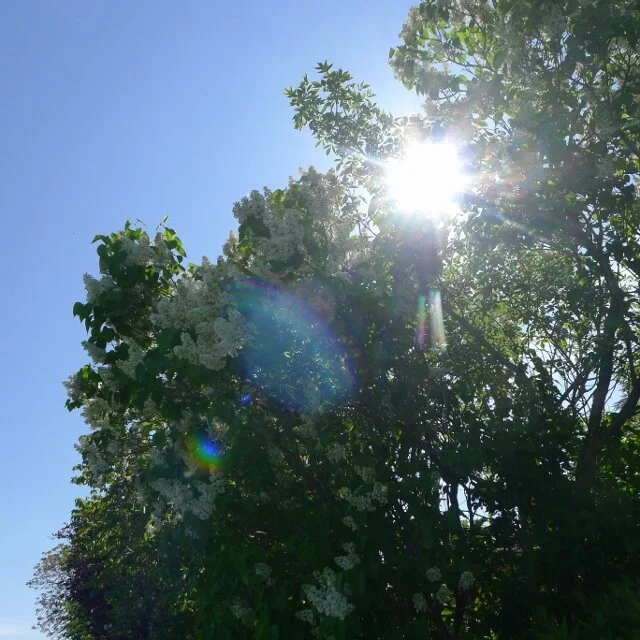 Morning Meditation Sit: Seeing (Pre-recorded)