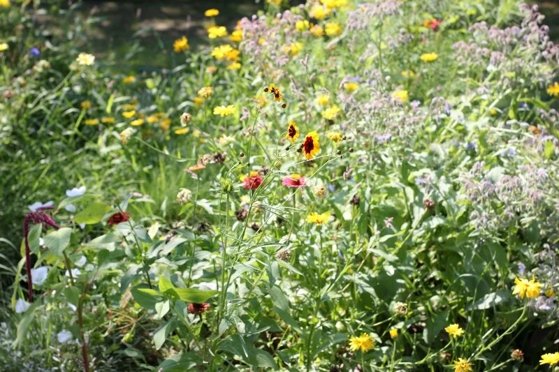 Morning Meditation Sit: Return