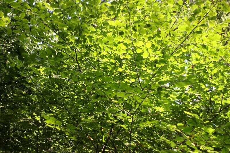 Morning Meditation Sit: Elul Continues 