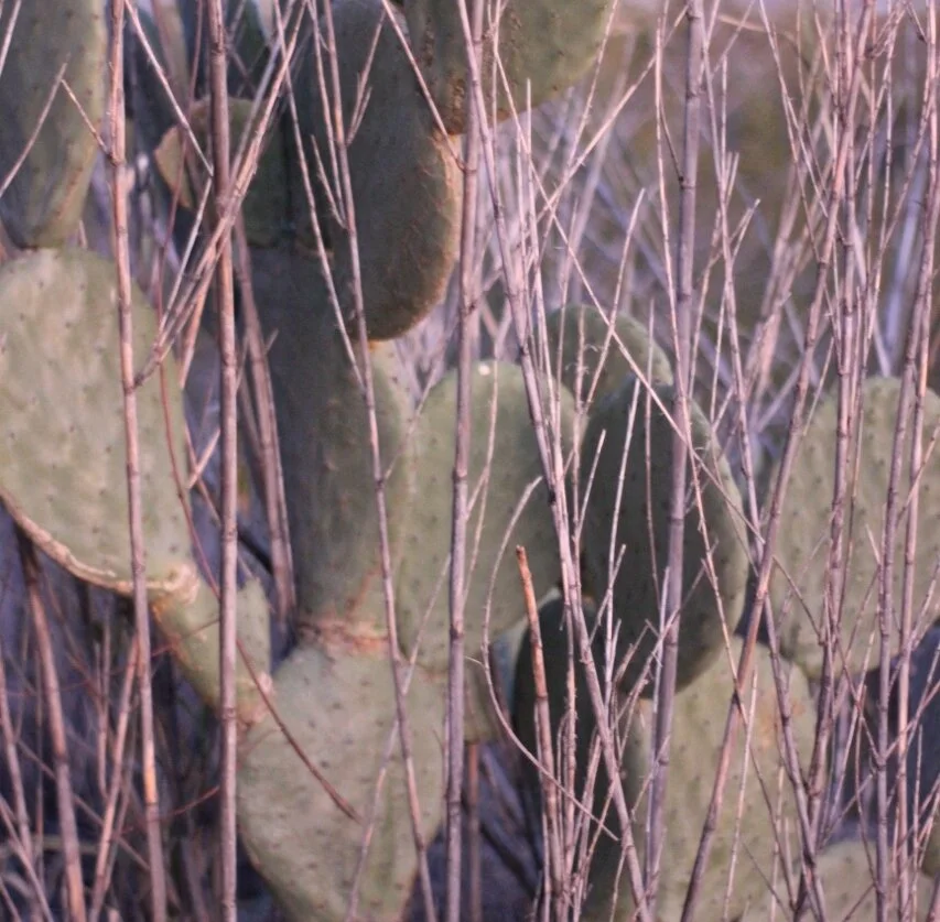 Morning Meditation Sit: Noach