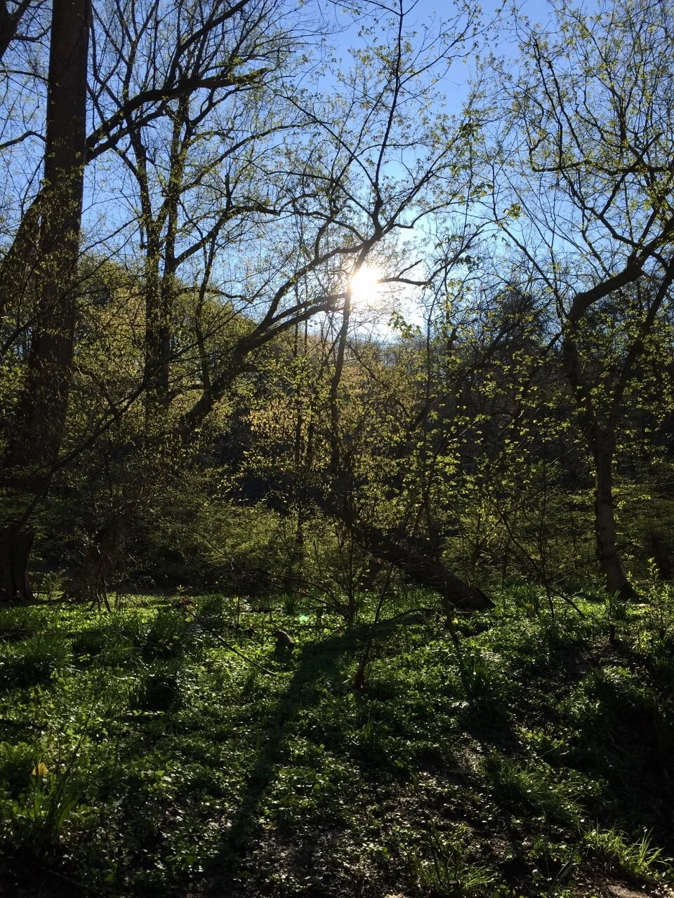 Morning Meditation Sit 