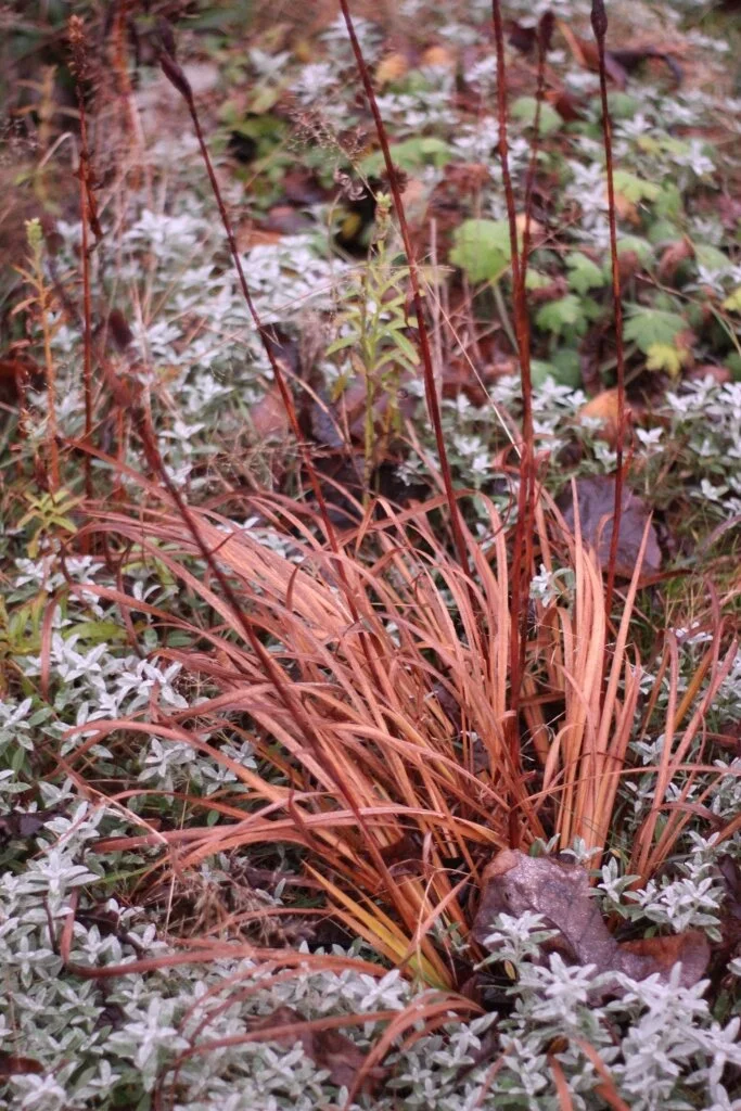 Morning Meditation Sit - Ya'acov