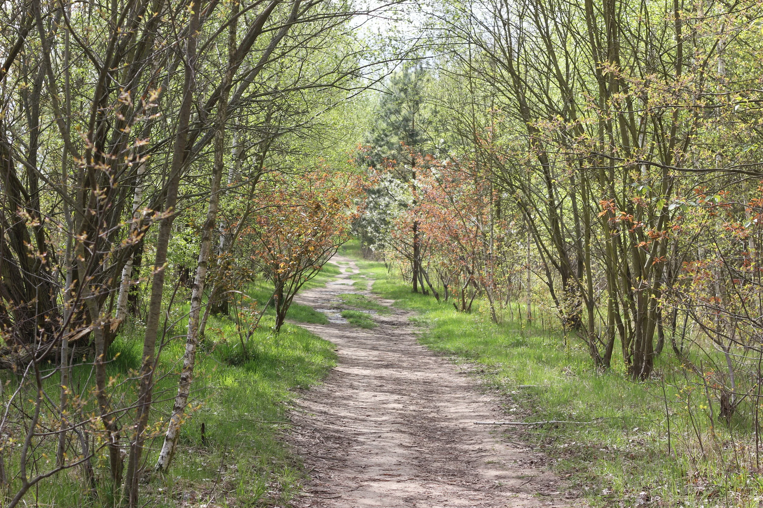 Torah Study: Vayeshev