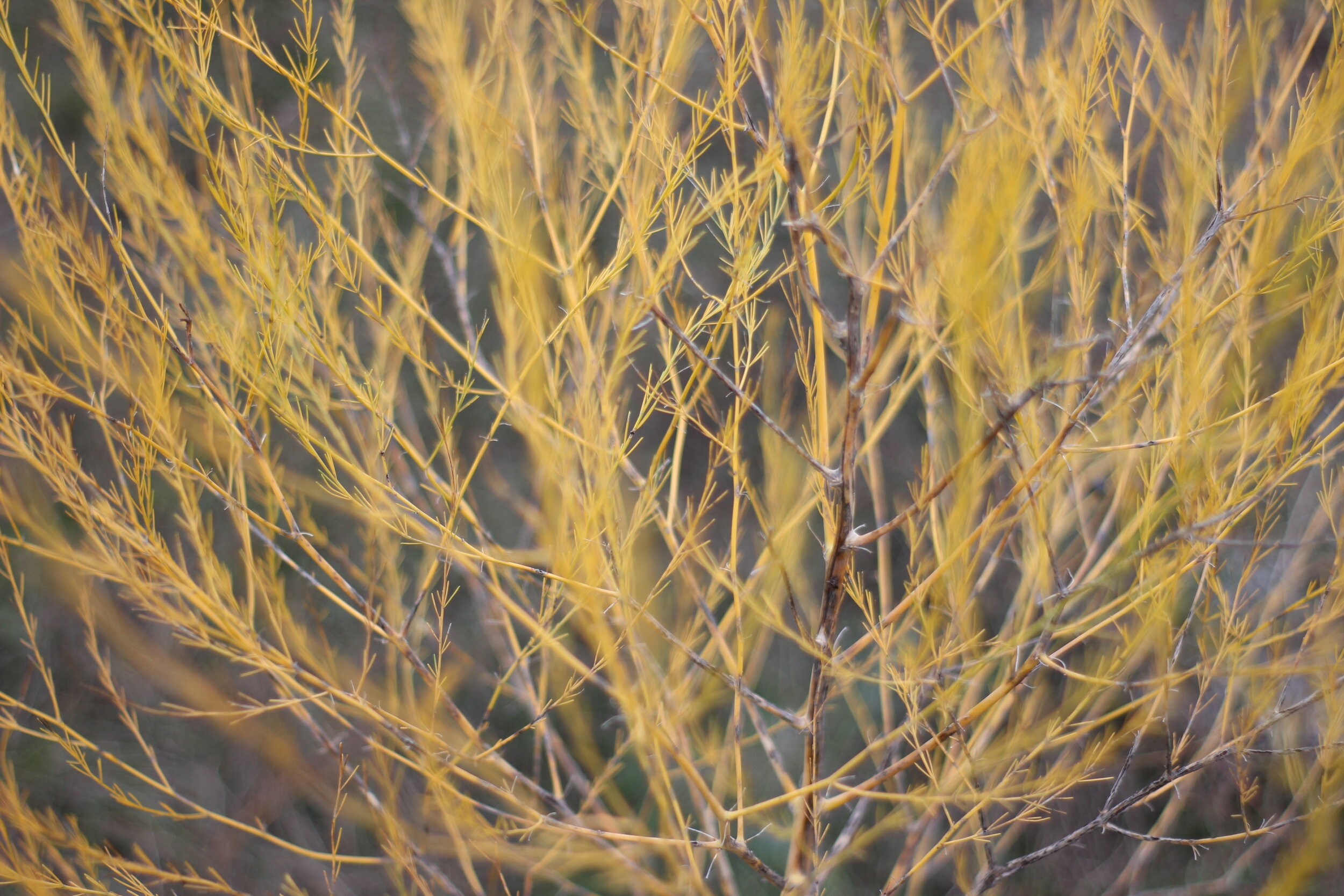 Morning Meditation Sit 