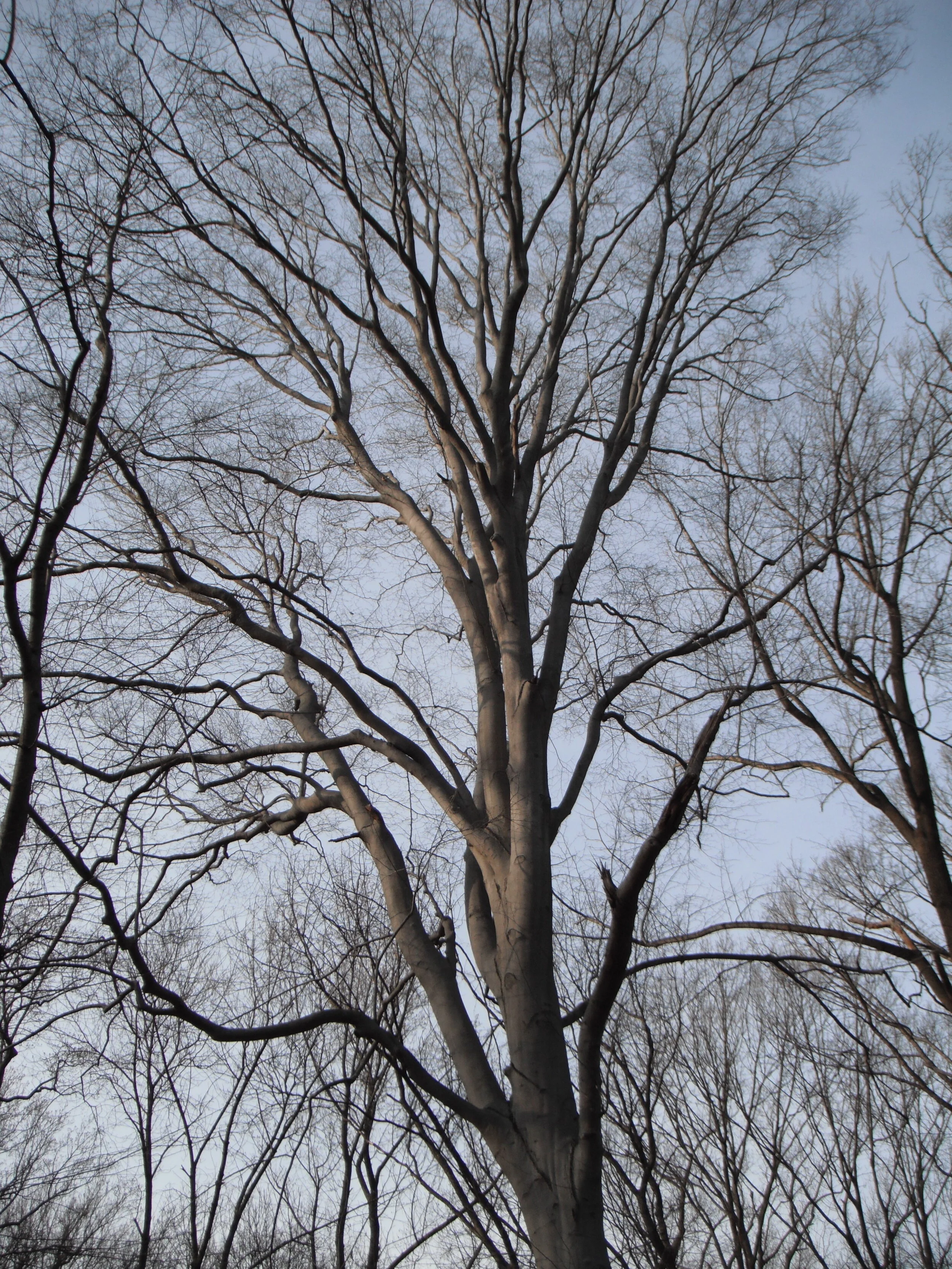 Morning Meditation Sit: Shevat 