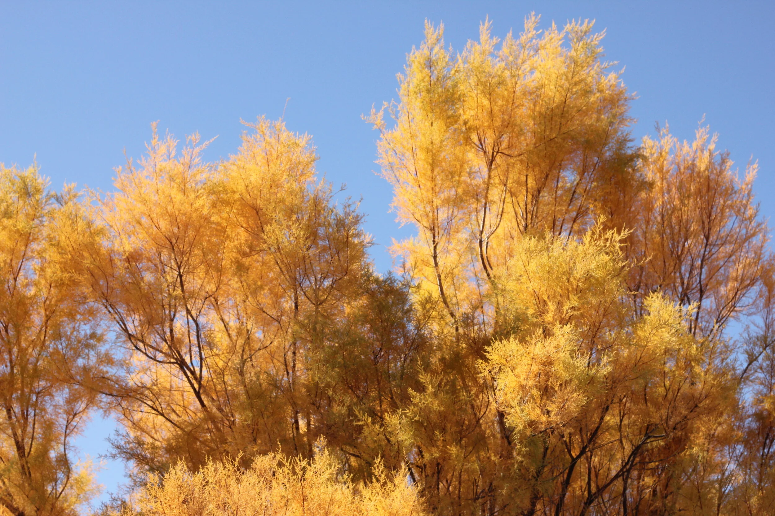 Morning Meditation Sit: Tu B'Shevat 