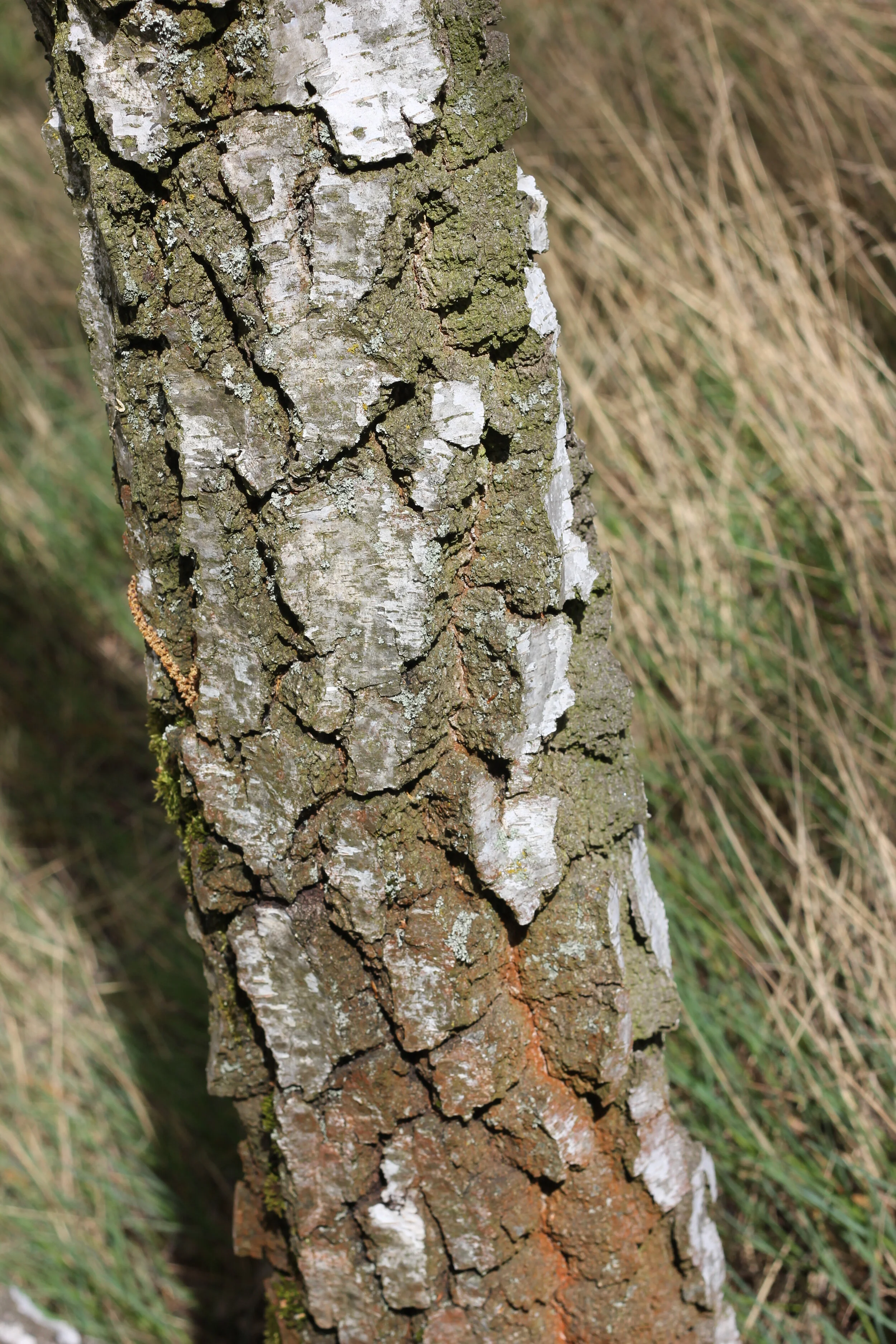 Torah Study: Mishpatim 