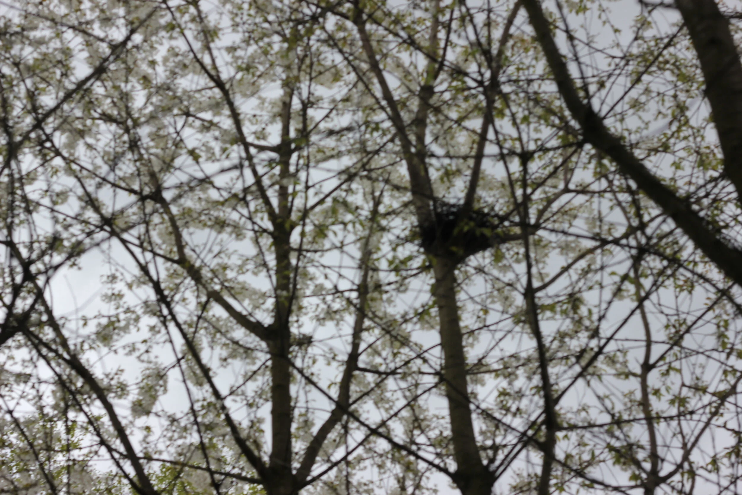 Morning Meditation Sit: Adar 