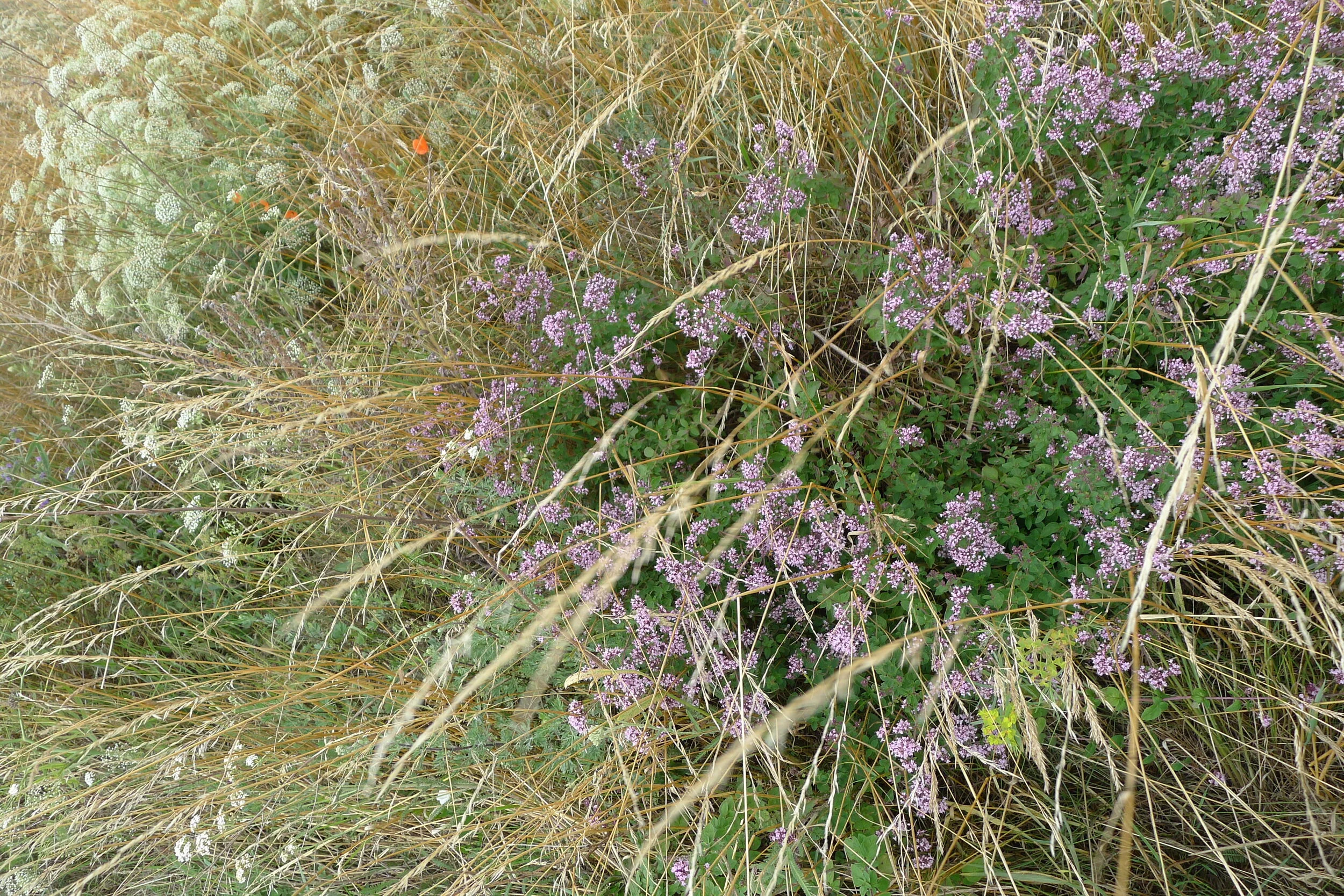 Morning Meditation Sit: The Mystery Within 