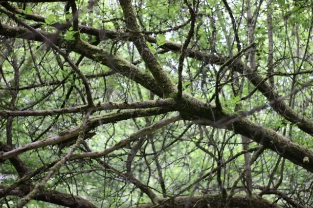 Morning Meditation Sit: Vayikra