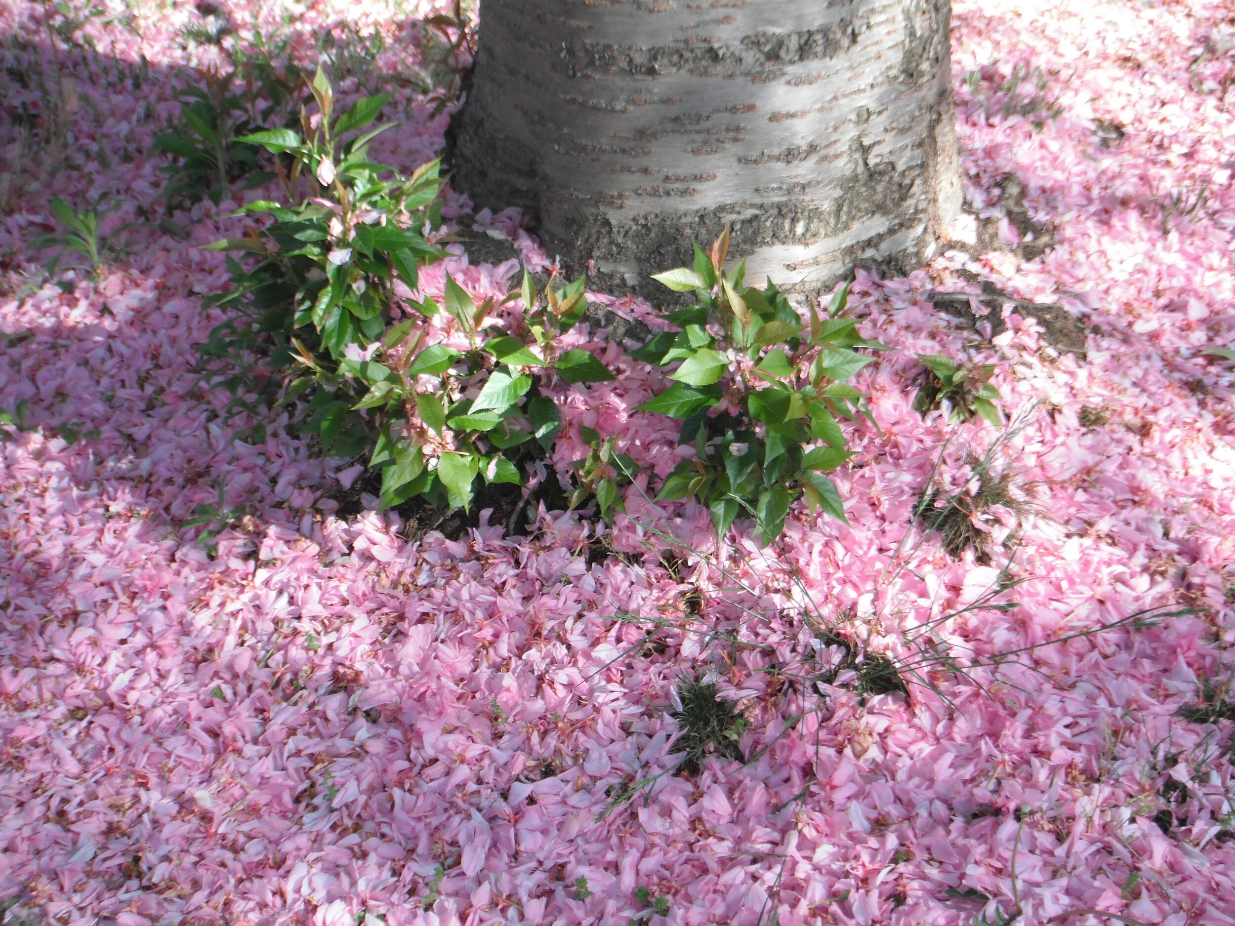 Morning Meditation Sit: Chesed 