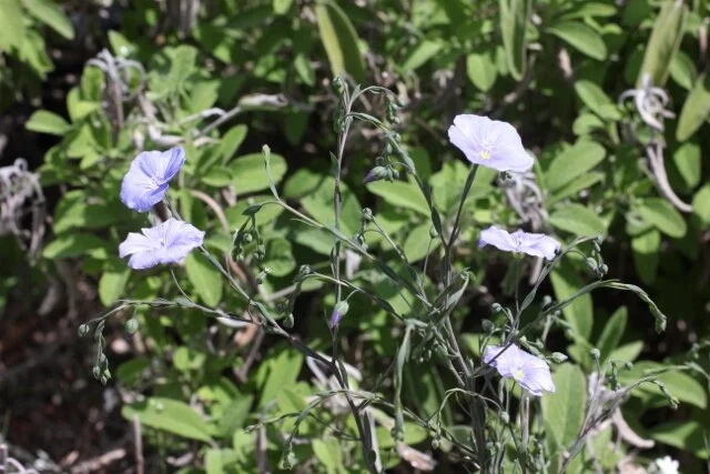 Morning Meditation Sit: Gevurah