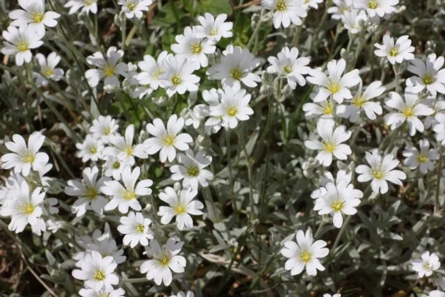 Morning Meditation Sit: Netzach