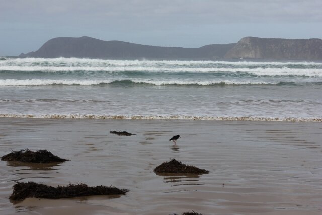 Morning Meditation Sit: Mayim Chayim 