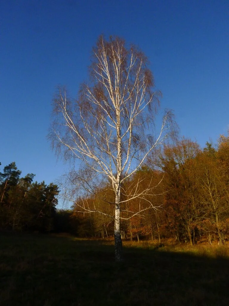 Morning Meditation Sit