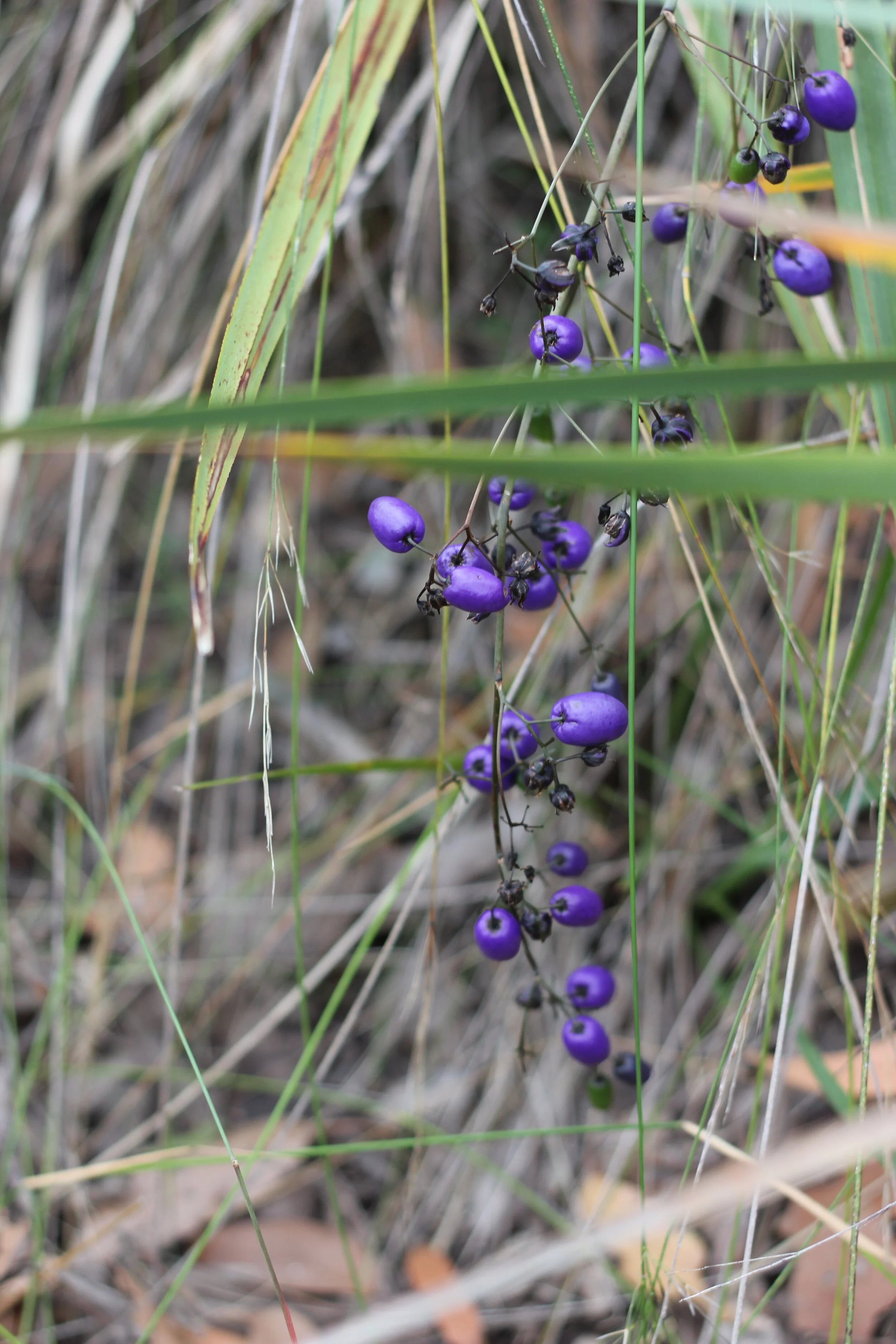 Morning Meditation Sit: Av