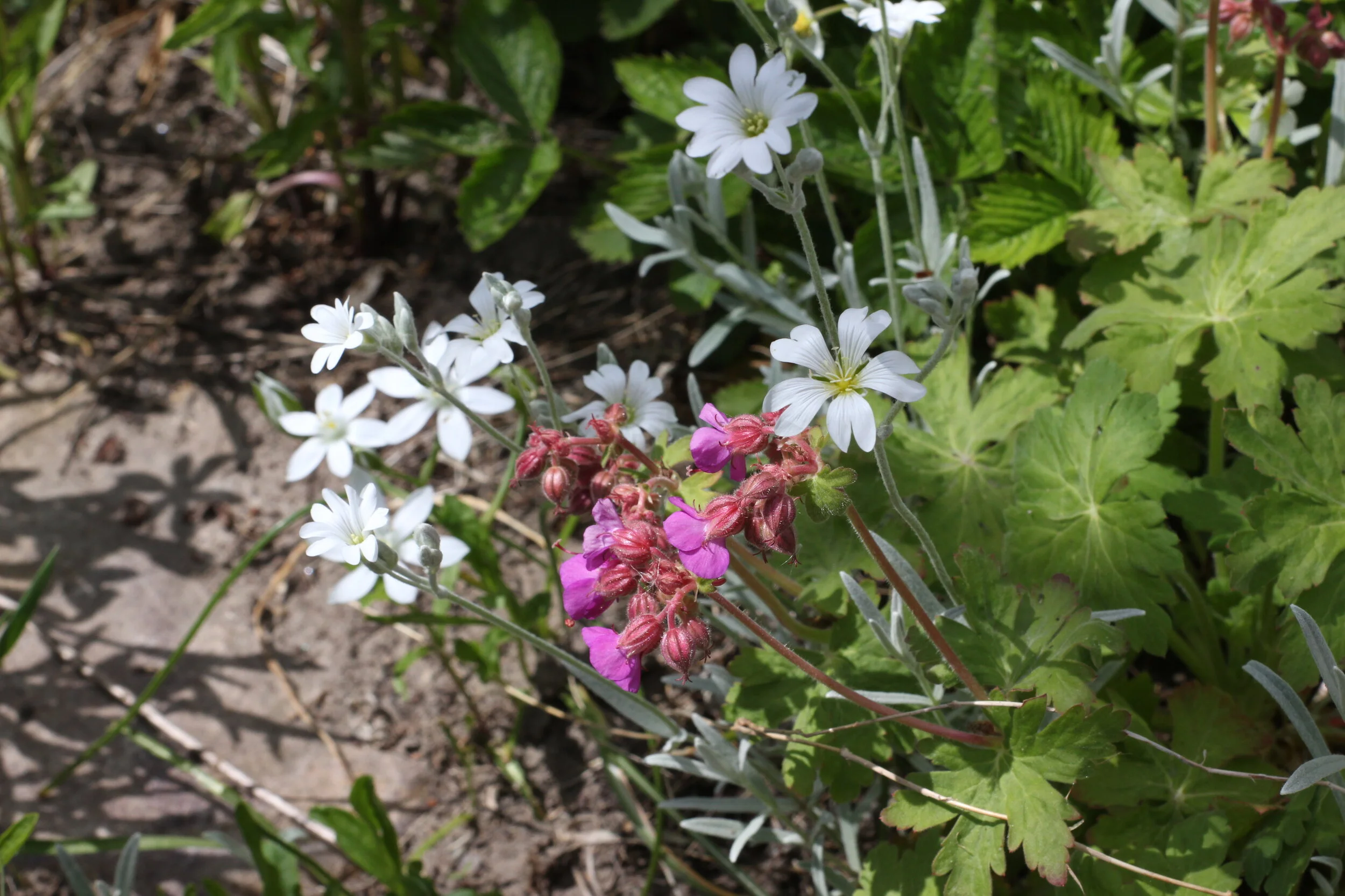 Torah Study: Devarim