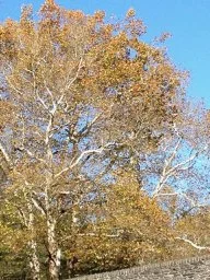 Morning Meditation Sit