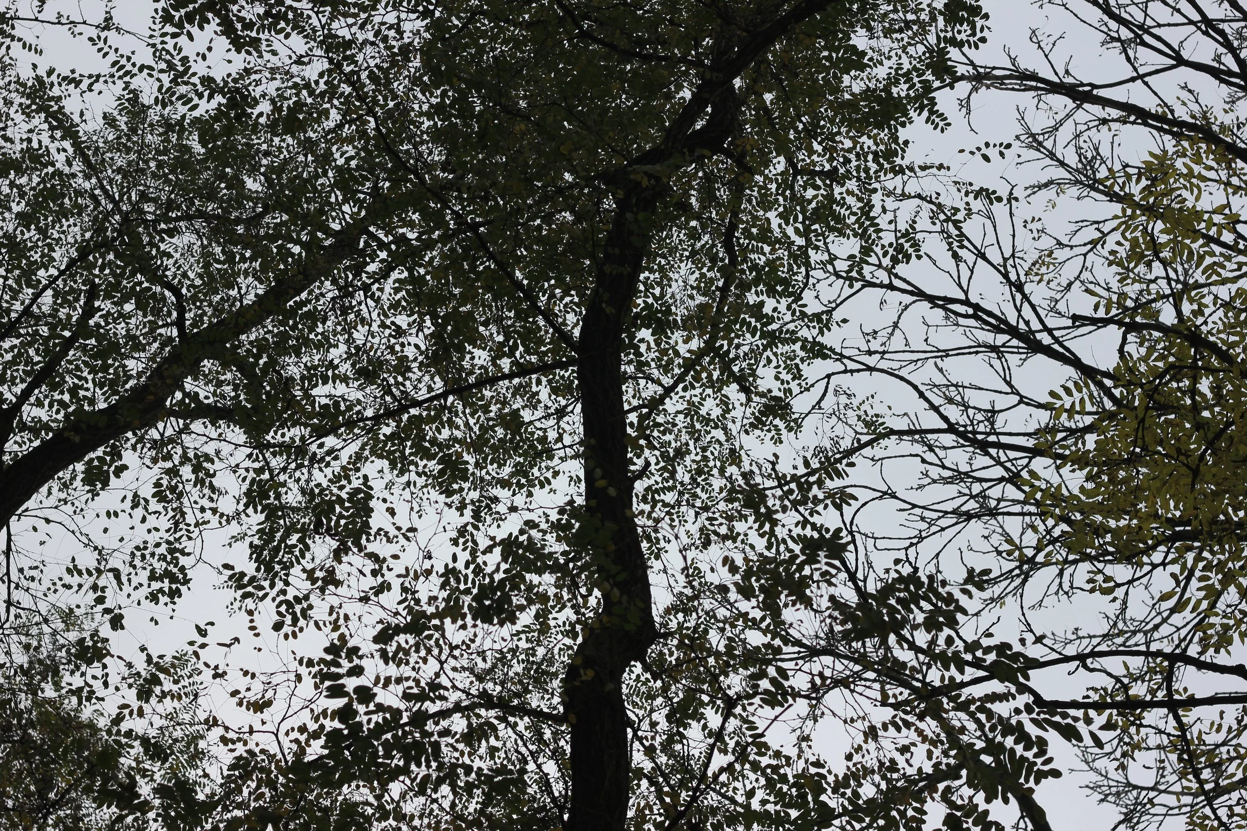 Morning Meditation Sit - Kislev